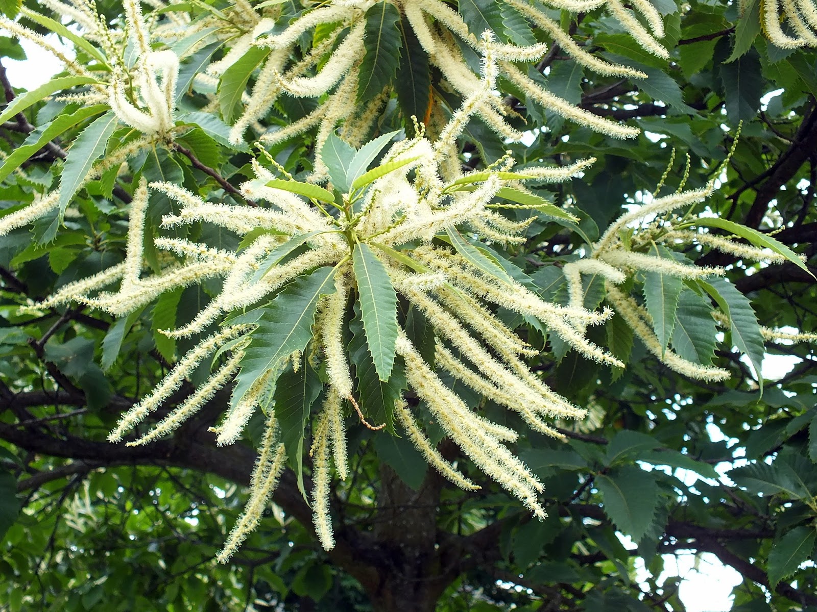 Hull and Hereabouts: Sweet Chestnut
