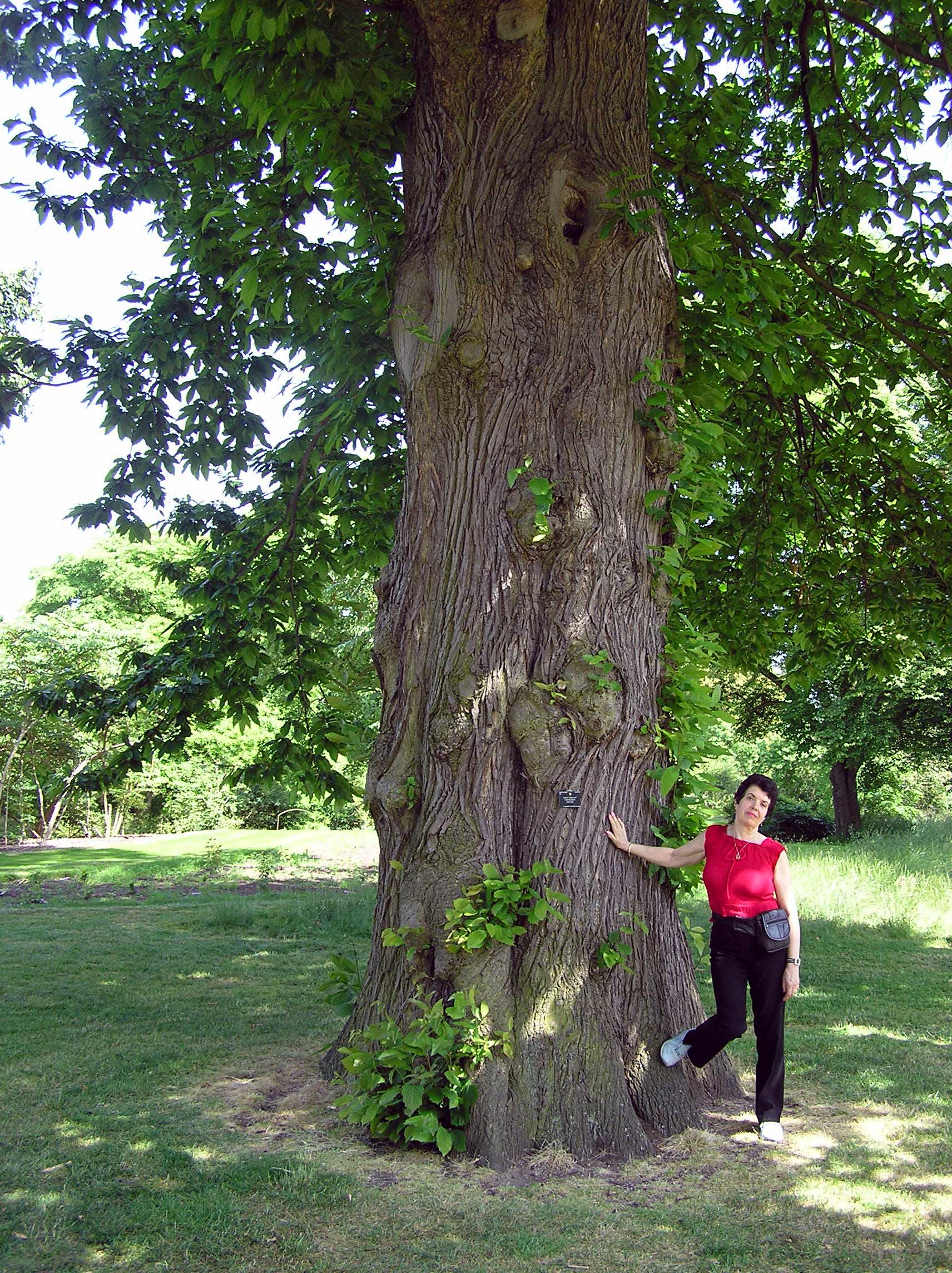 File:Kew.gardens.sweet.chestnut.london.arp.jpg - Wikimedia Commons