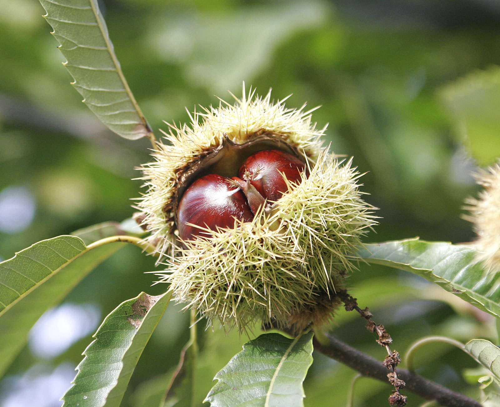 Sweet chestnut tree photo