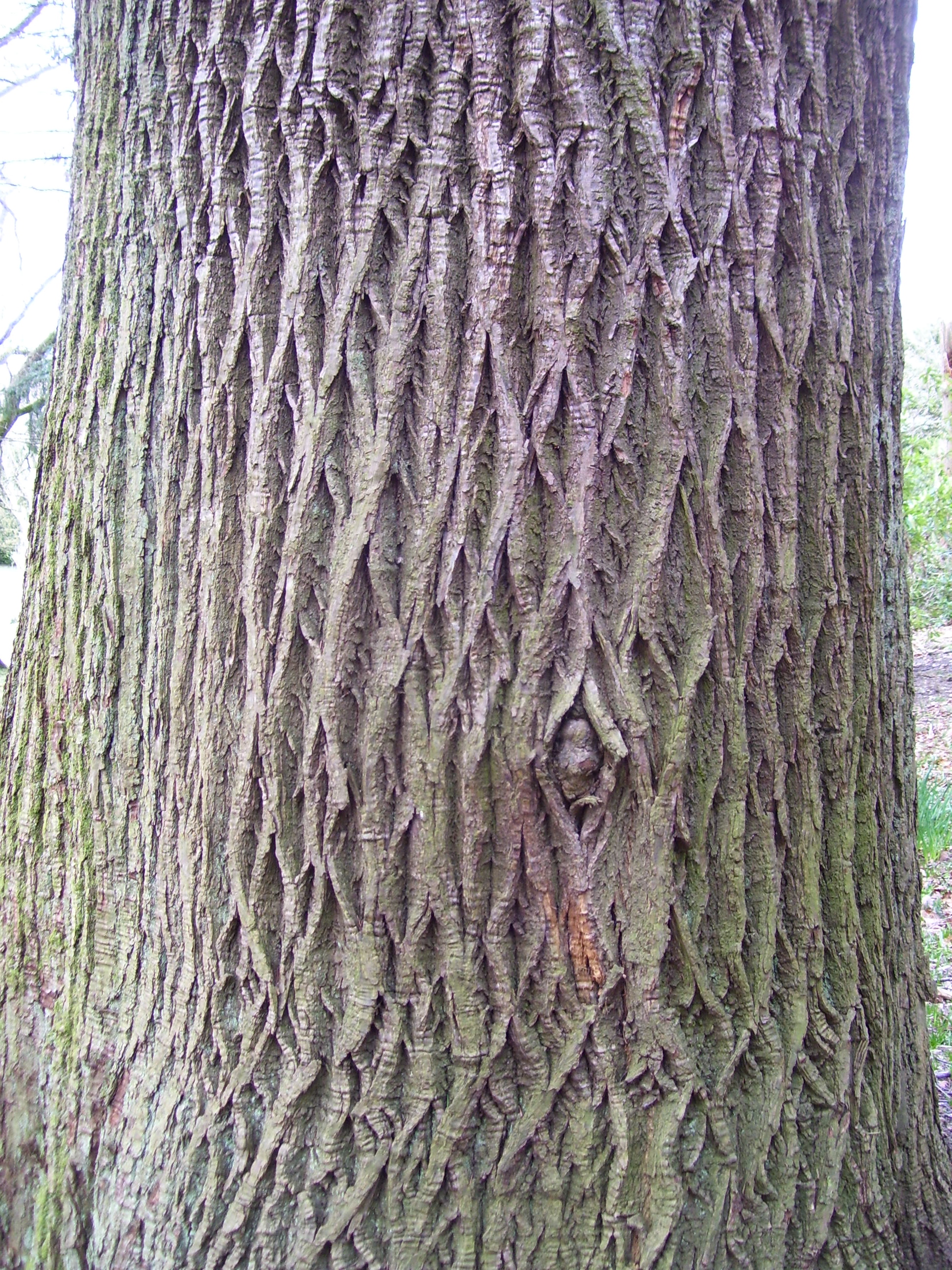 The Tuesday tree: smocked sweet chestnut | Dancing Beastie