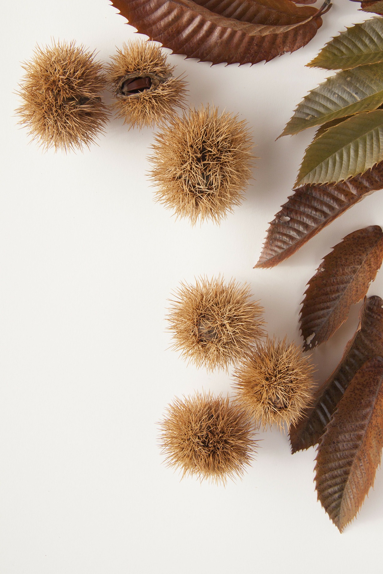 Sweet chestnuts photo