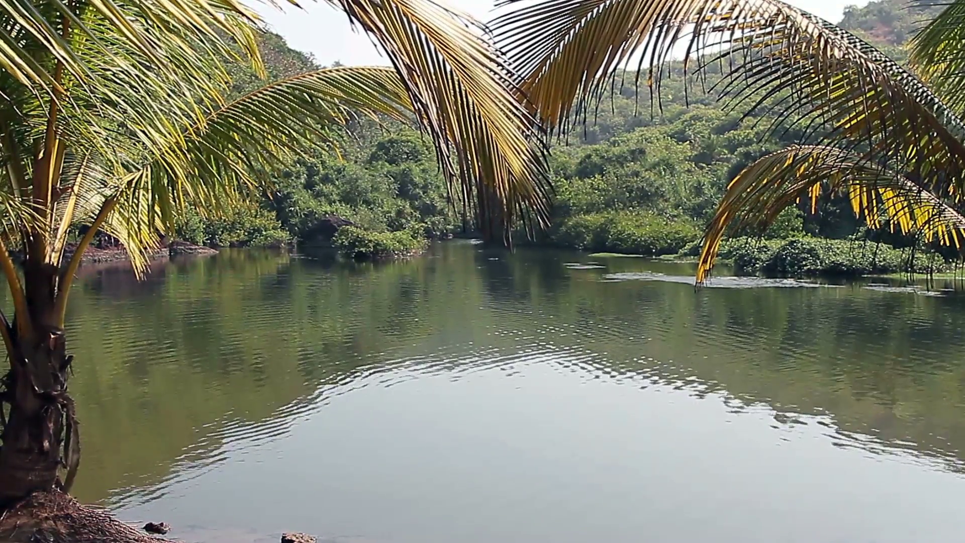 Arambol sweet lake in Goa Stock Video Footage - Videoblocks