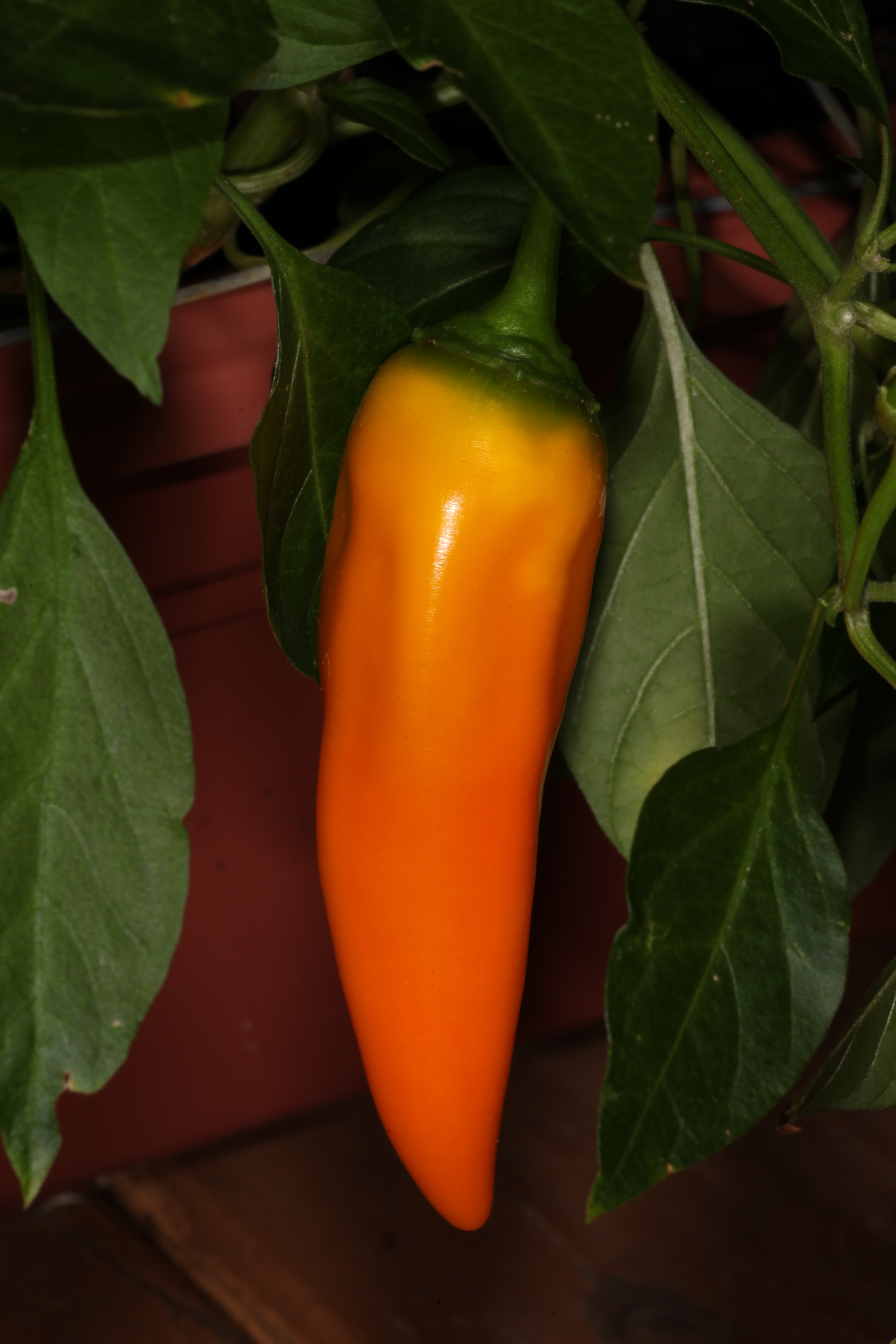 Sweet orange pepper photo