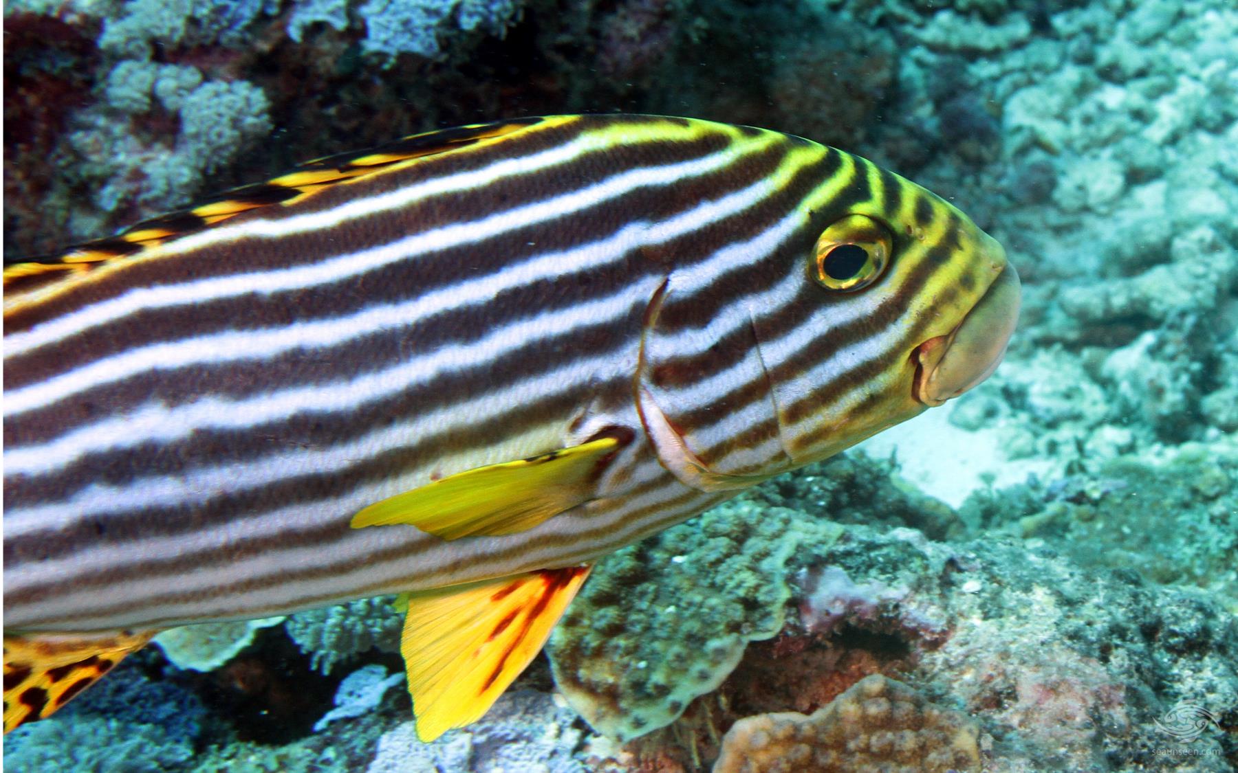 Oriental Sweetlips - Facts and Photographs - Seaunseen