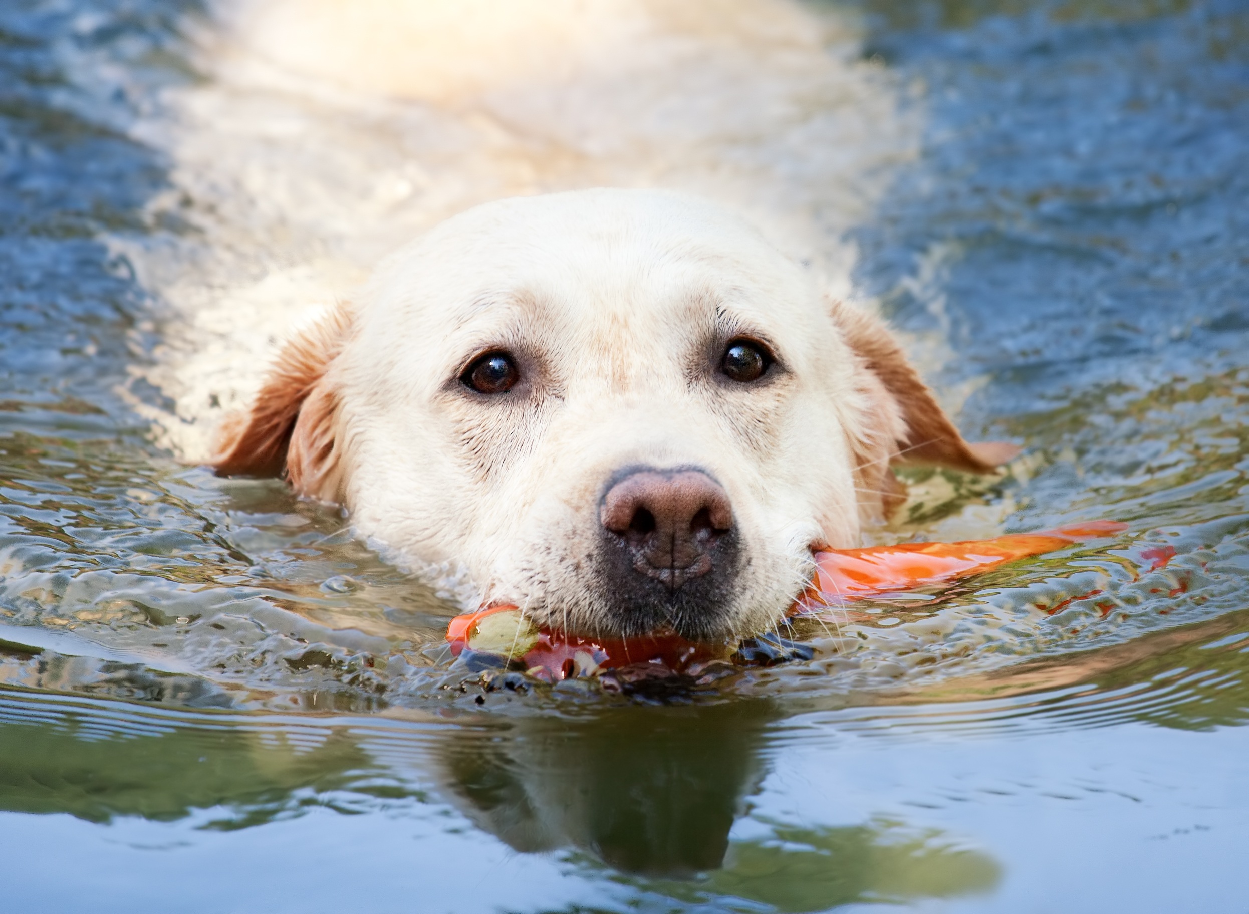 Swimmer, Animal, Dog, Friend, Loyal, HQ Photo