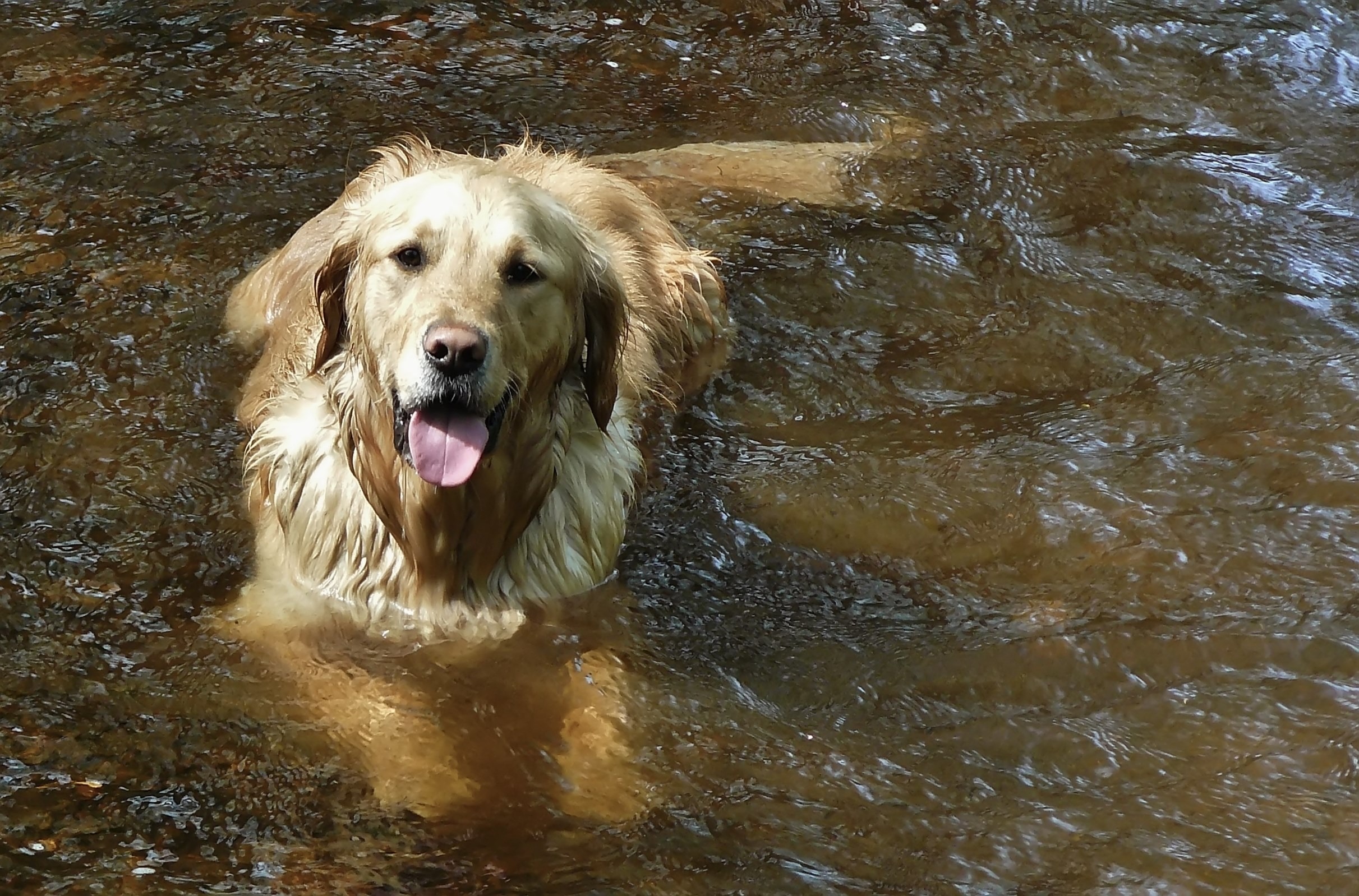 Swimming, Animal, Dog, Friend, Loyal, HQ Photo