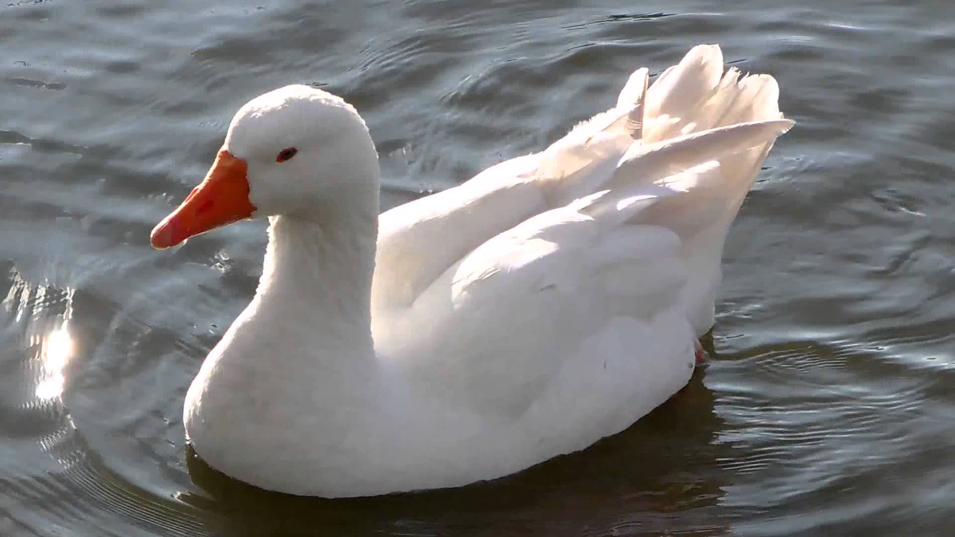White Geese Swimming and Feeding (UK Water Birds) - YouTube