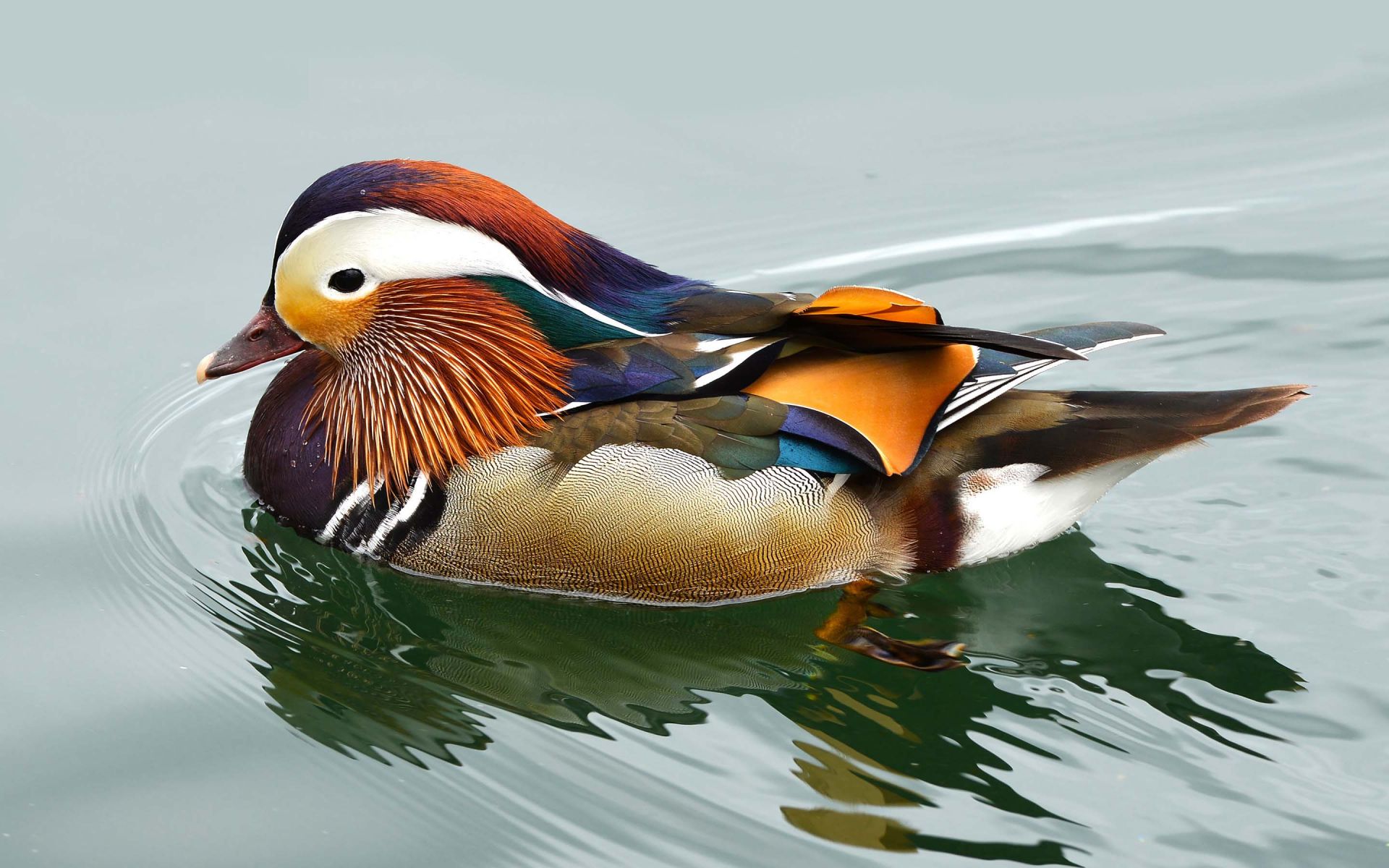 Colorful Bird Swimming On Water | HD Animals and Birds Wallpapers ...