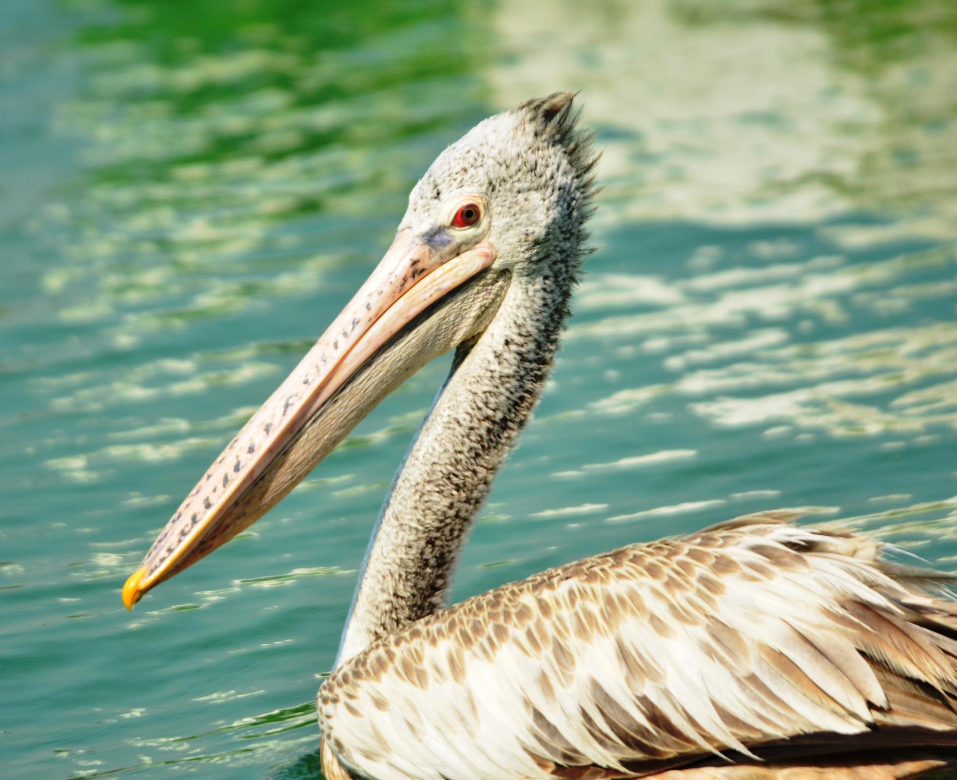 Spot-billed Pelican (Pelecanus philippensis) A portrait of a ...