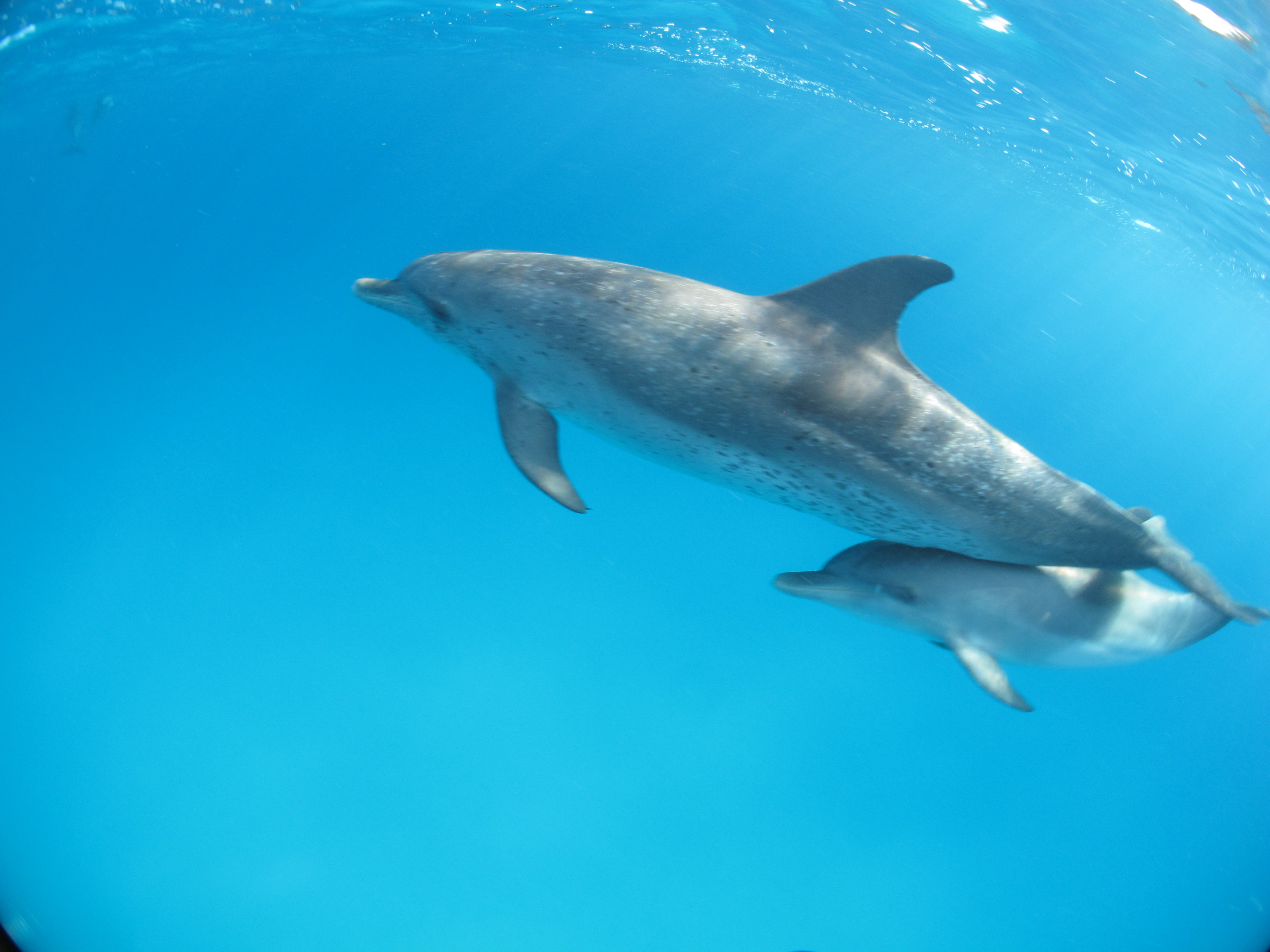 How I Made My Dream of Swimming With Dolphins Come True | Positively ...