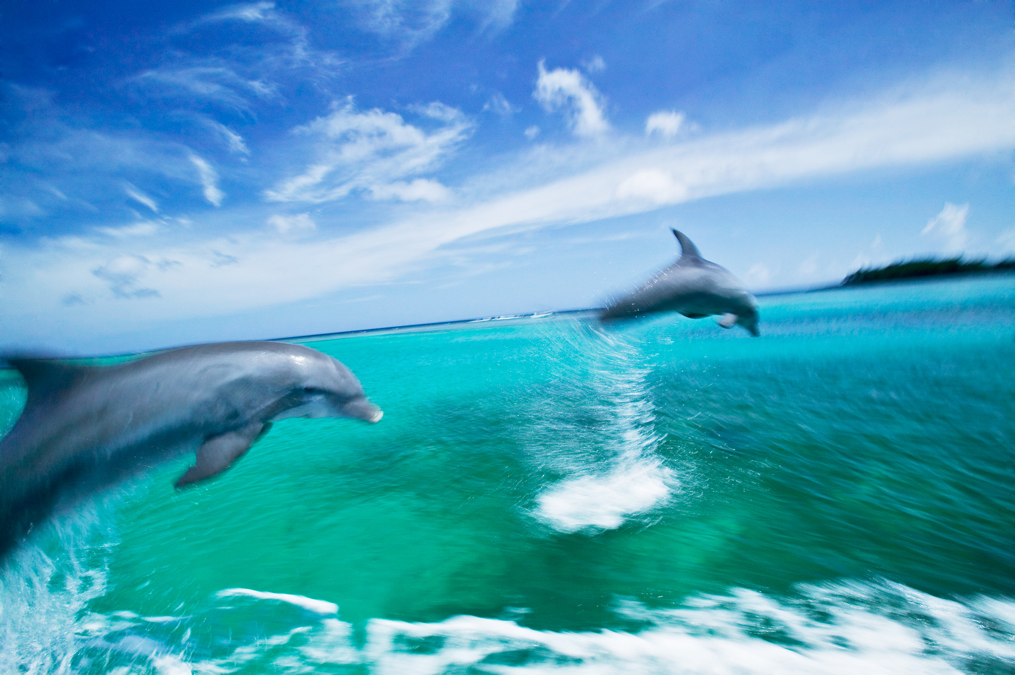 Mystery Solved: How Do Dolphins Swim So Fast?