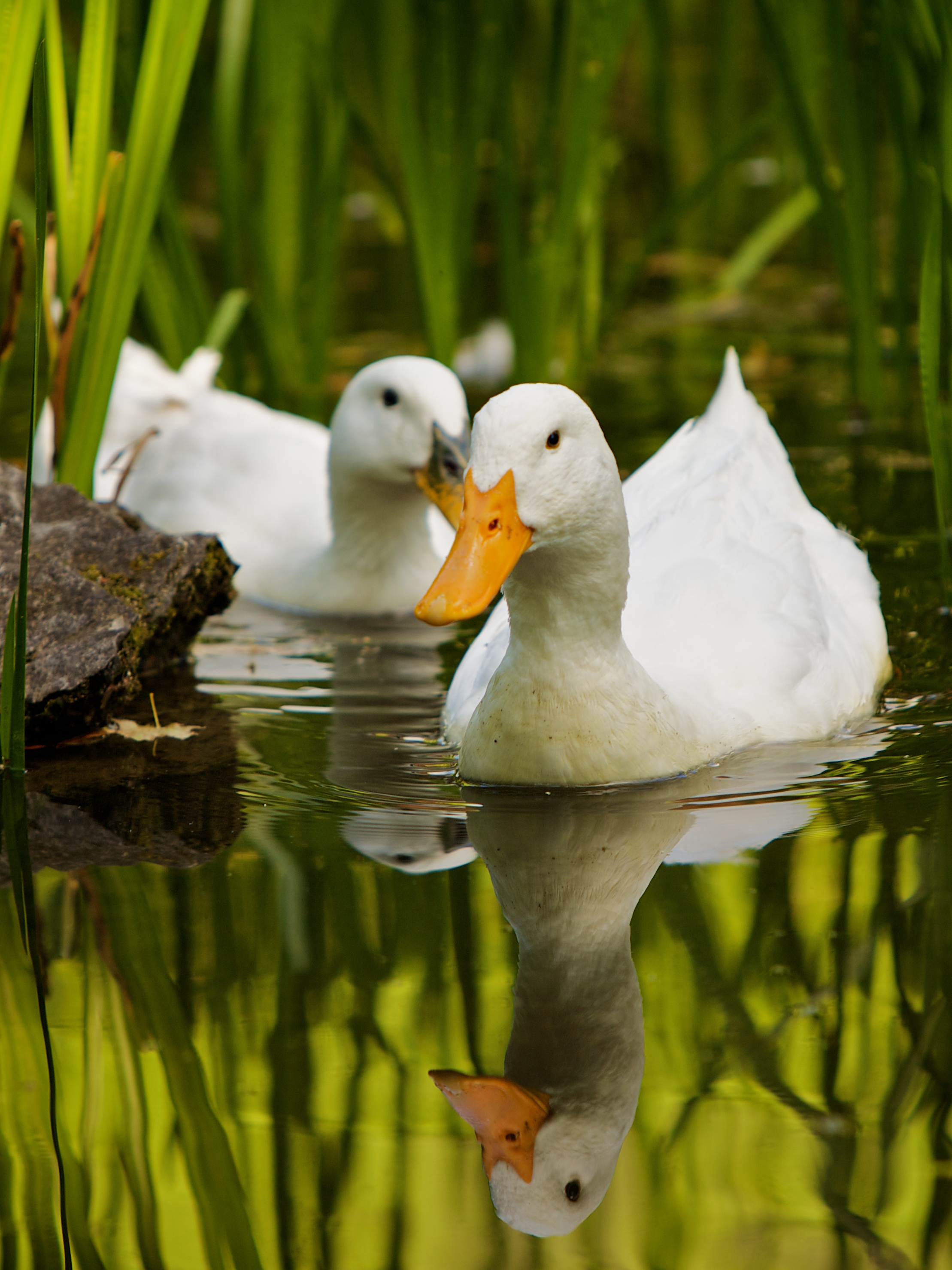 File:Swimming white domesticated ducks.jpg - Wikimedia Commons