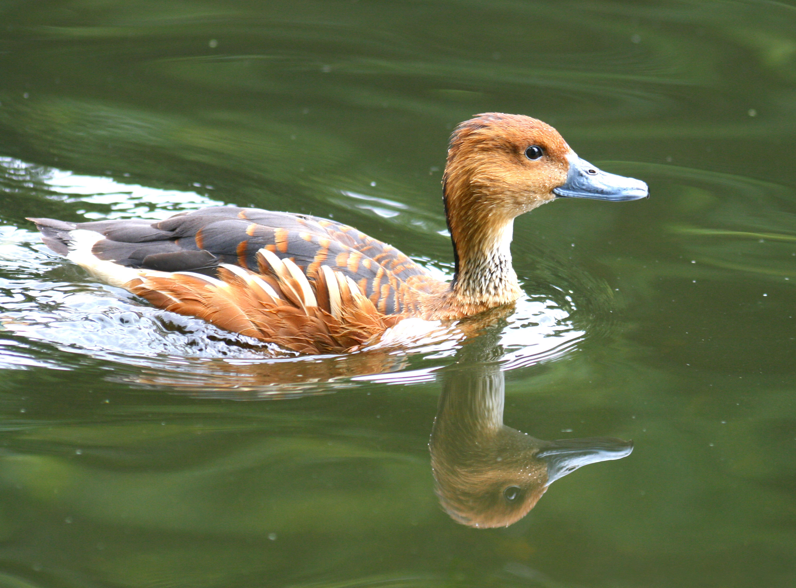 File:Swimming duck, Hyde Park, London.jpg - Wikimedia Commons