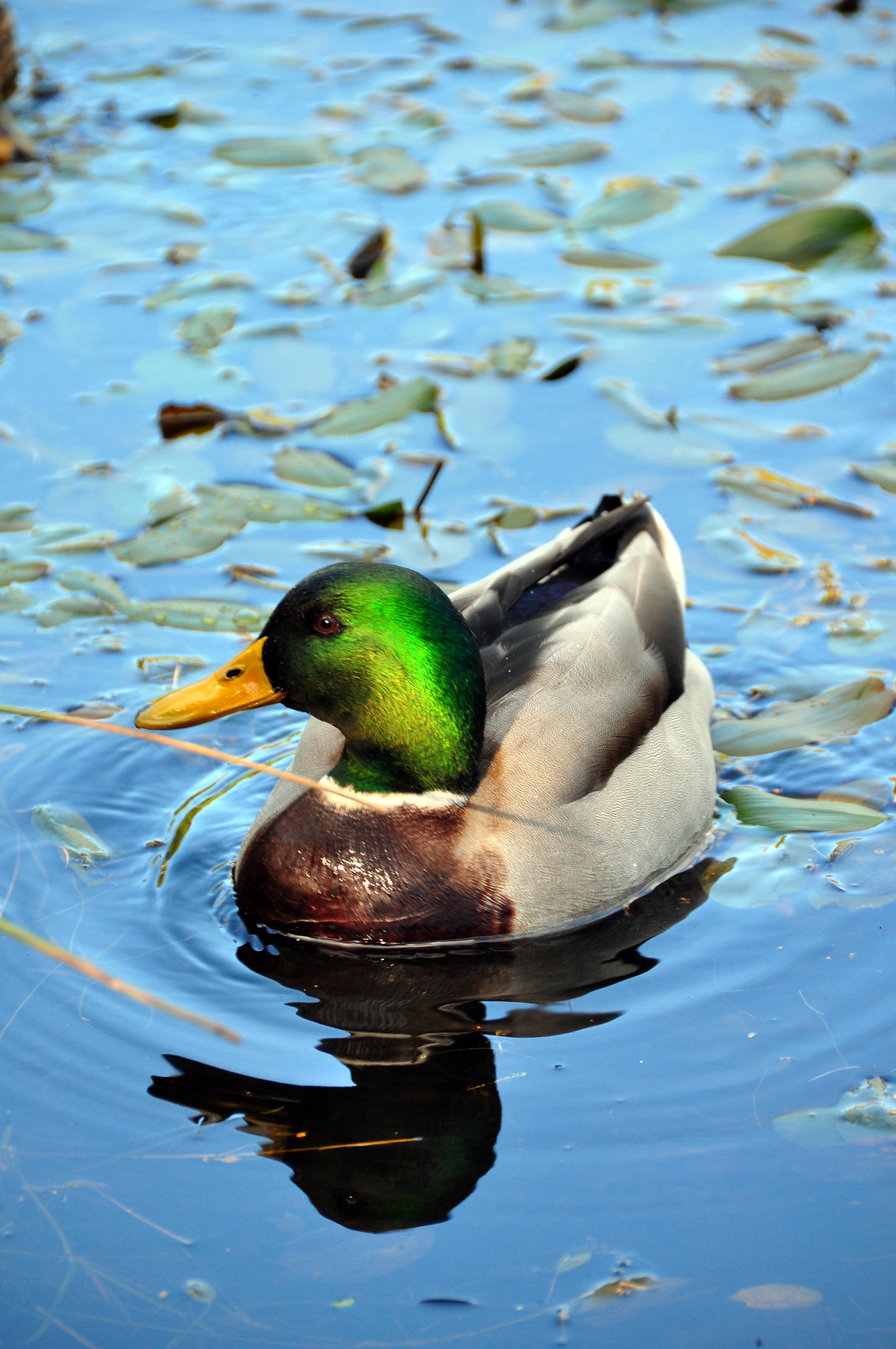 File:Duck Swimming (5111962180).jpg - Wikimedia Commons