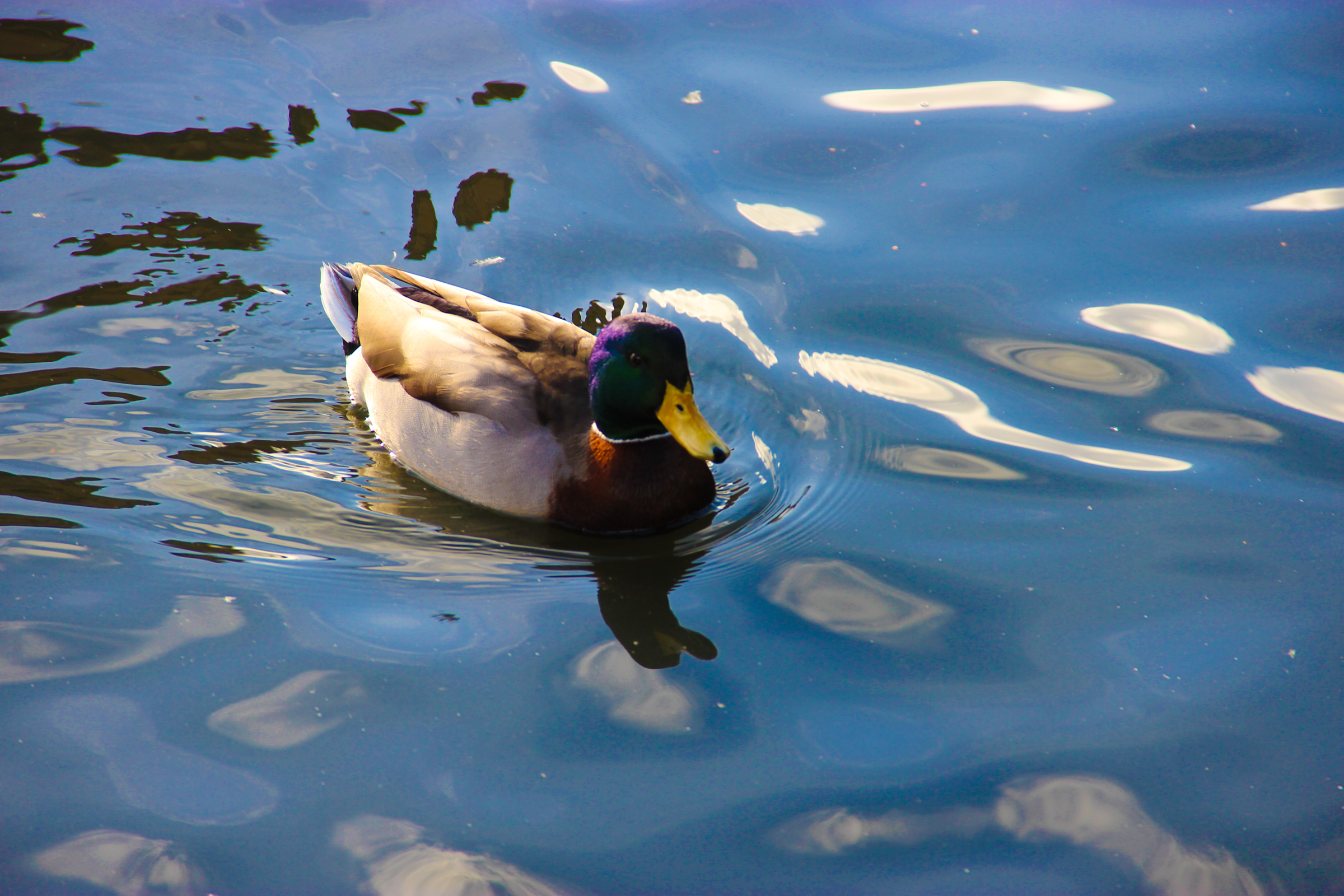 Free Stock Photo of Mallard Duck Swimming in Water