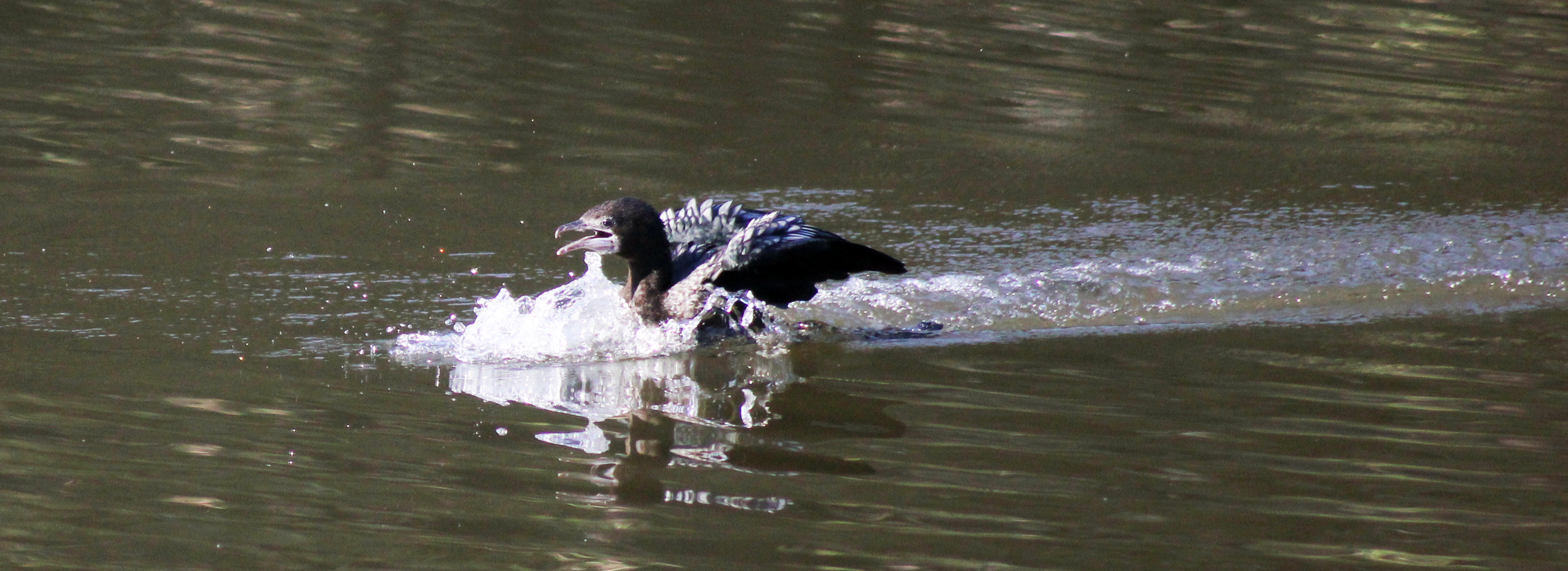 Duck Swimming Fast : Public Domain Pictures