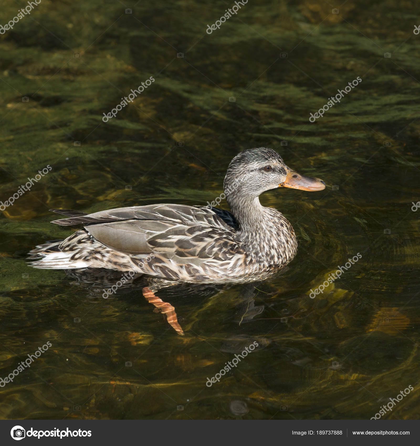 Duck Swimming Lake Lake Woods Ontario Canada — Stock Photo © klevit ...
