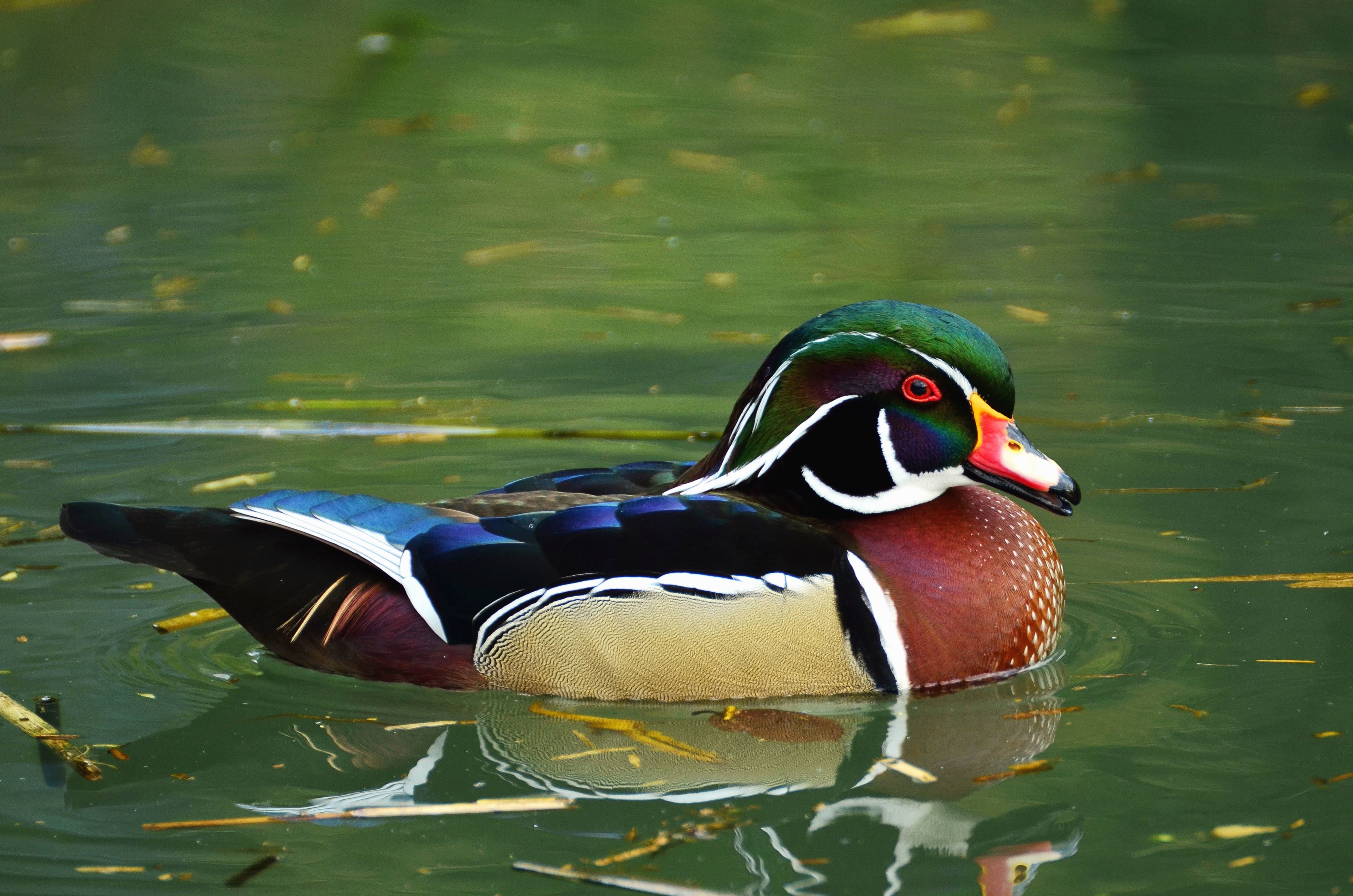Free picture: bird, duck, water, feathers, swimming, beak