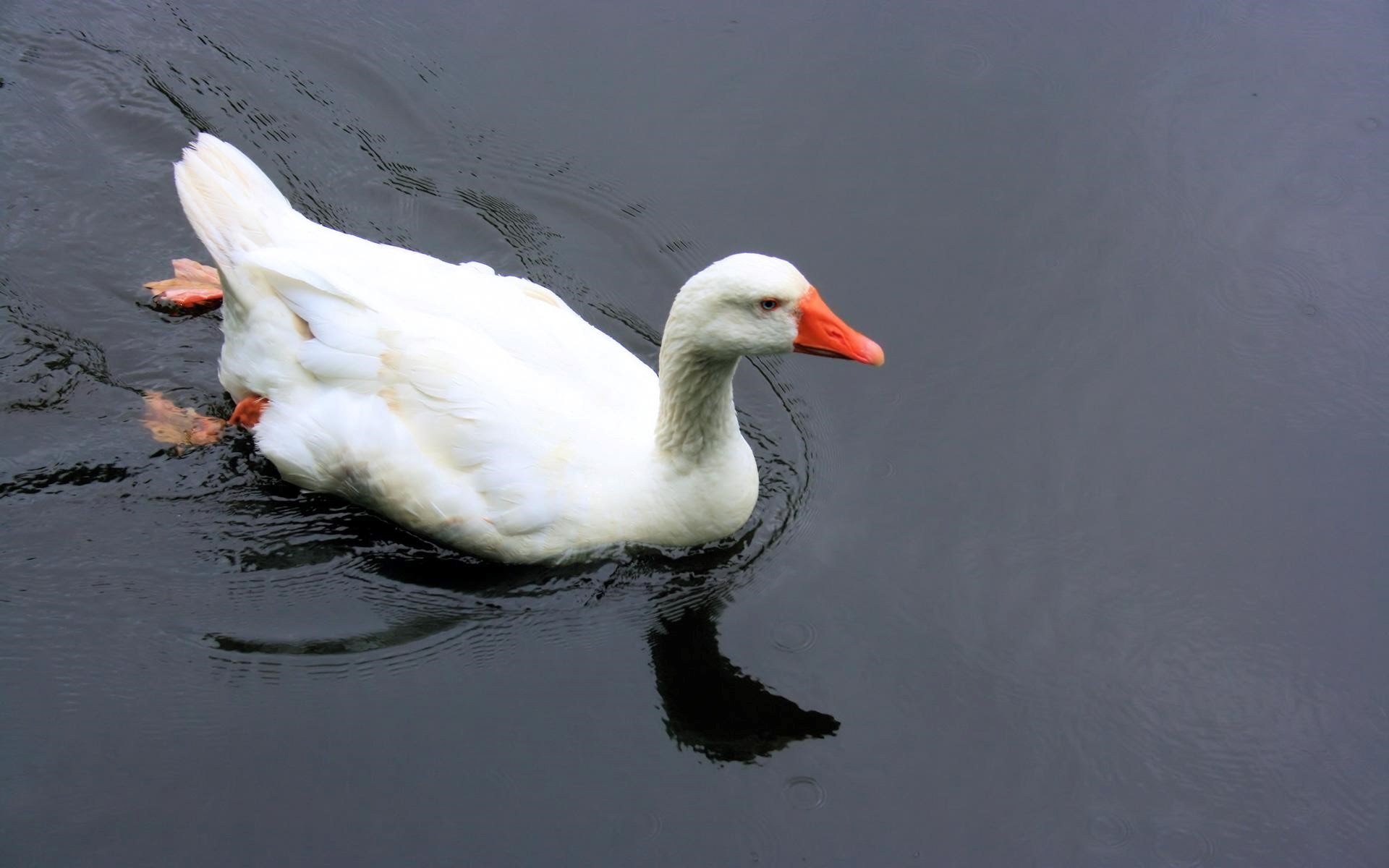 Swimming ducks photo