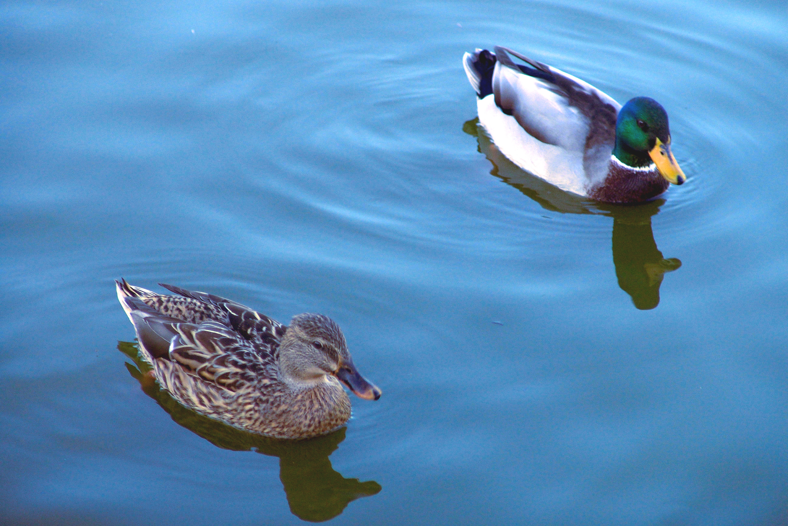 Swimming ducks photo