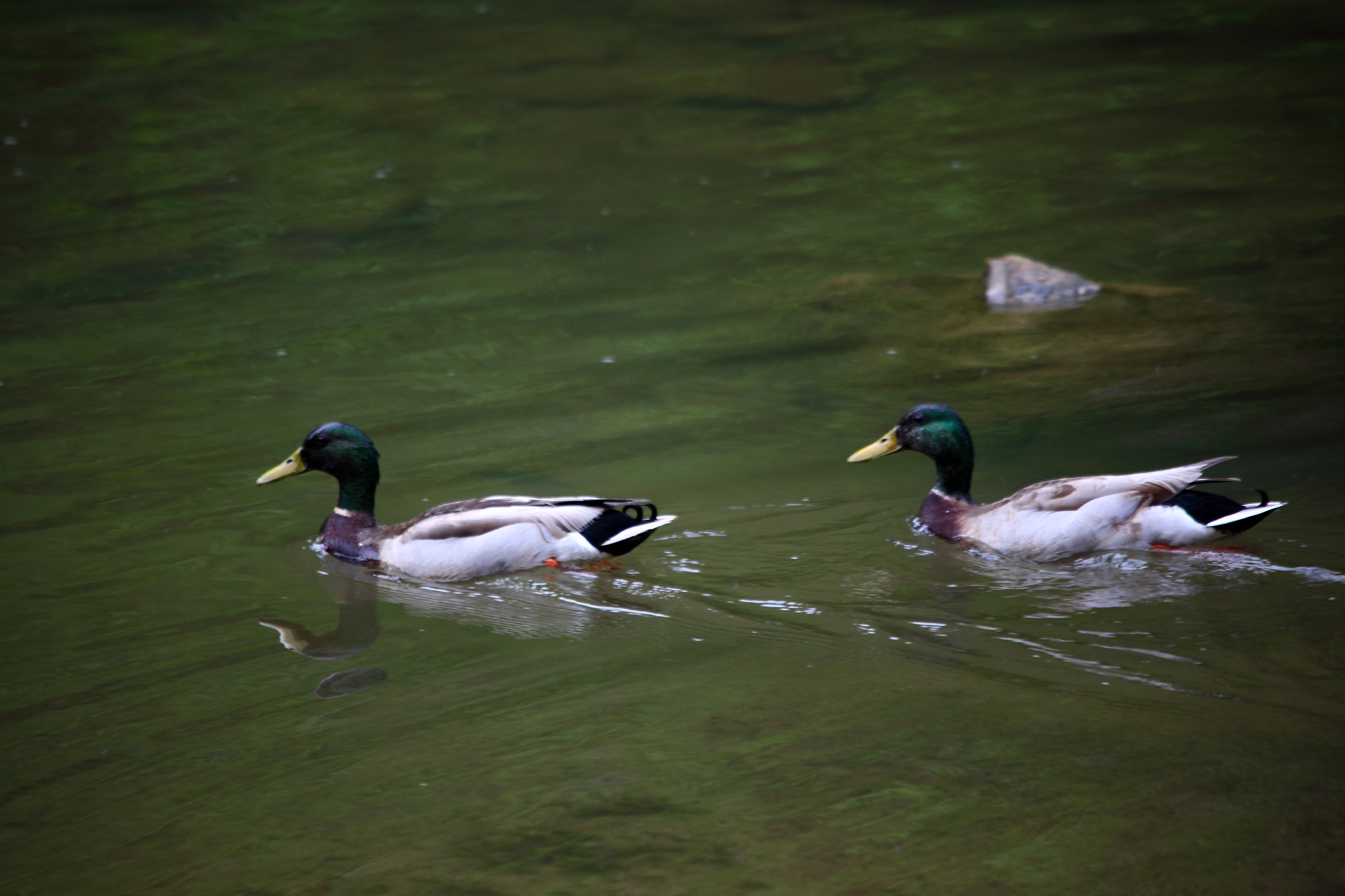 Mallard Ducks Swimming | Wildlife| Free Nature Pictures by ...
