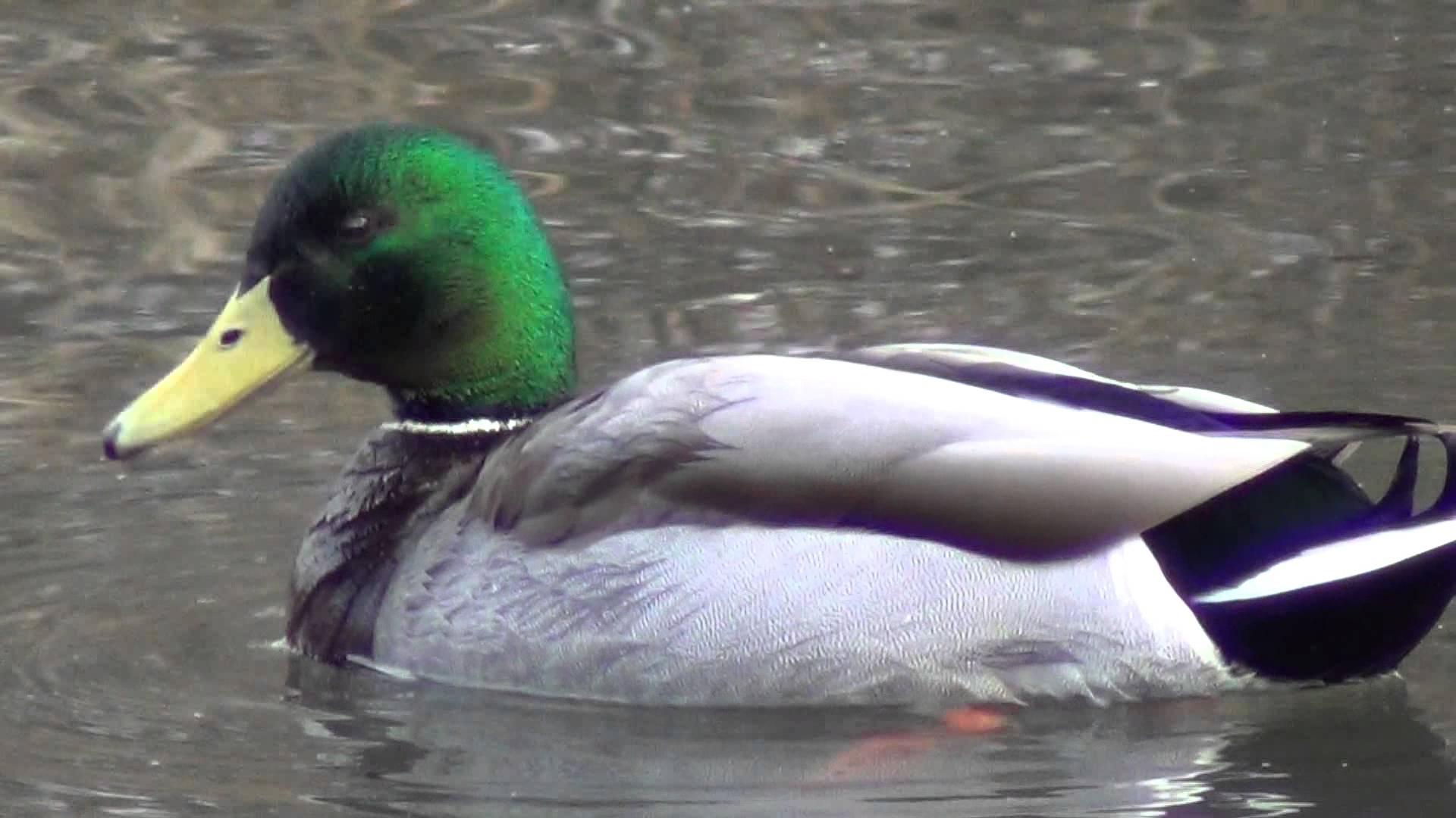 ducks swimming, quacking - YouTube
