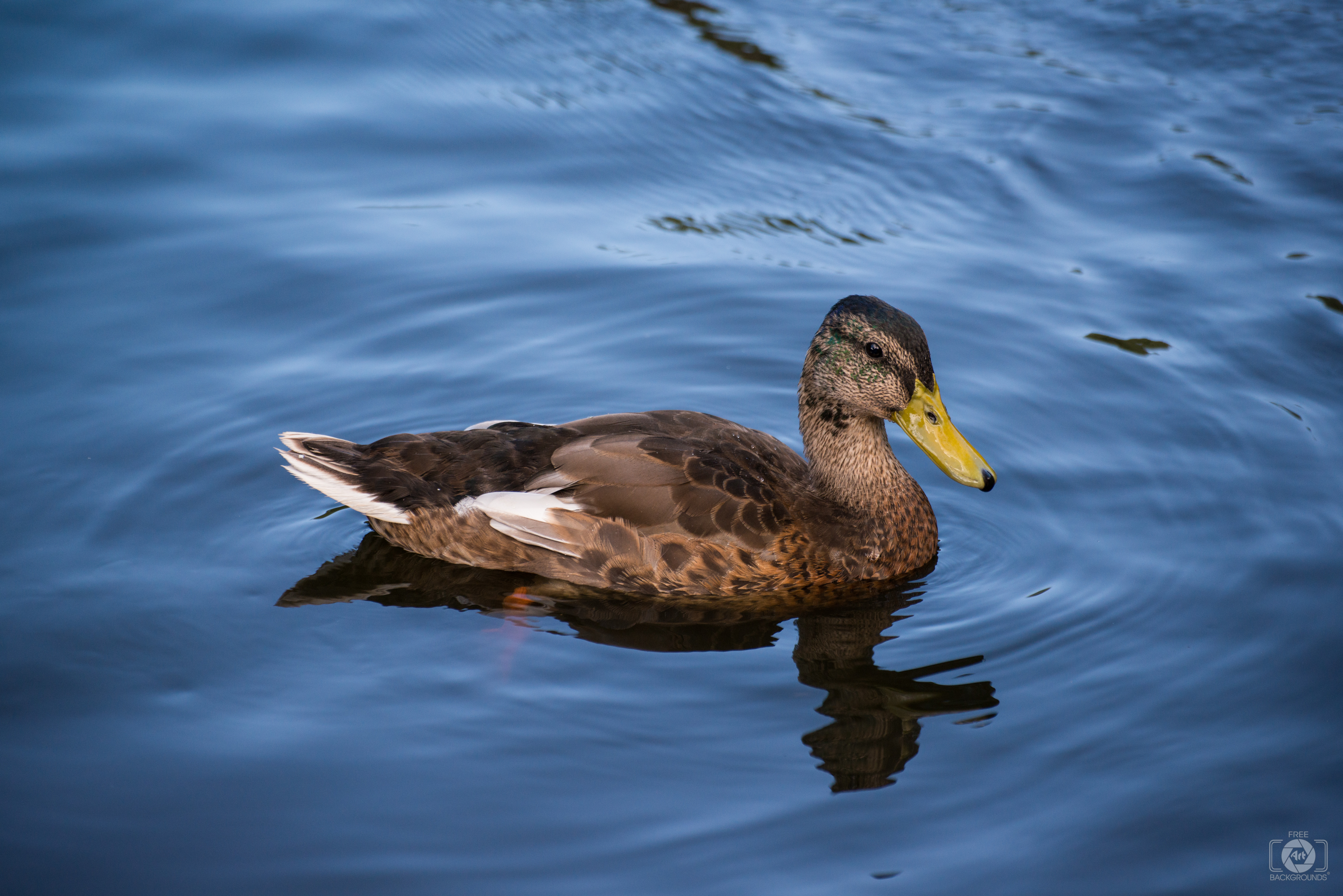 Mallard Duck Swimming in Lake Background - High-quality Free Backgrounds