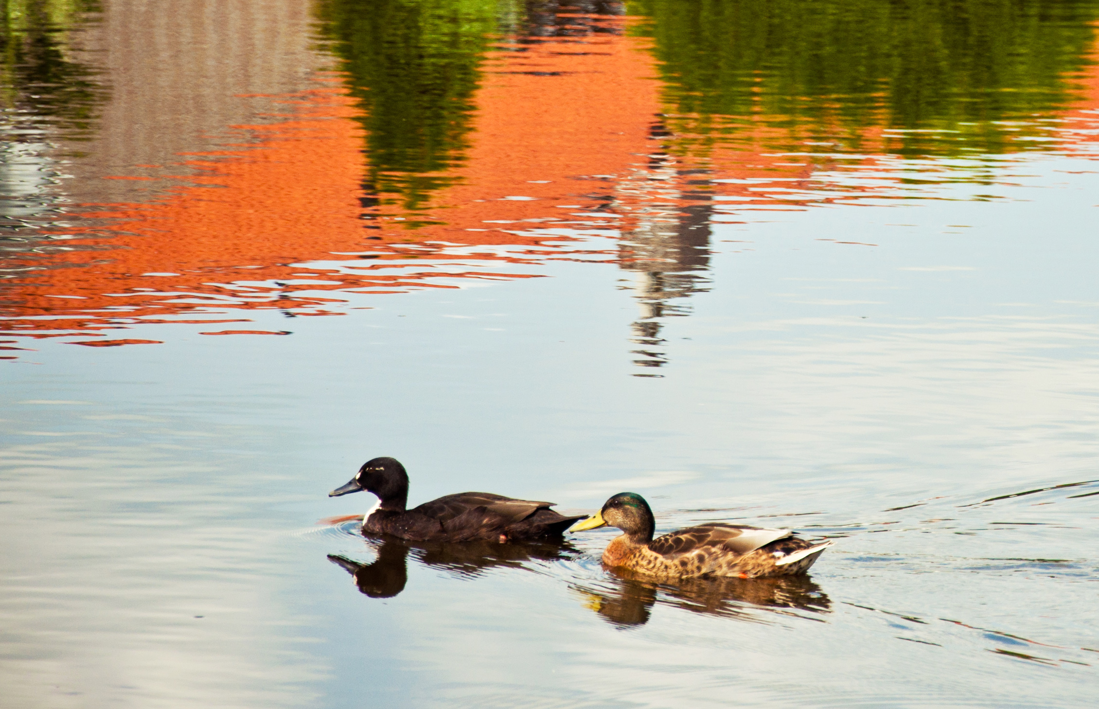 Swimming ducks, Animal, Animals, Bird, Birds, HQ Photo