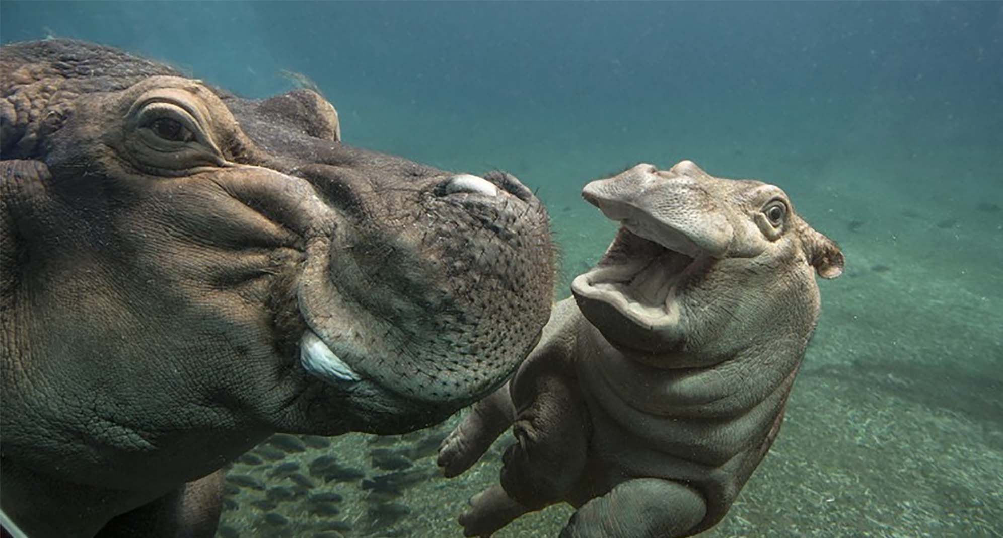 Mother and child hippo swimming in a pool watching each other ...