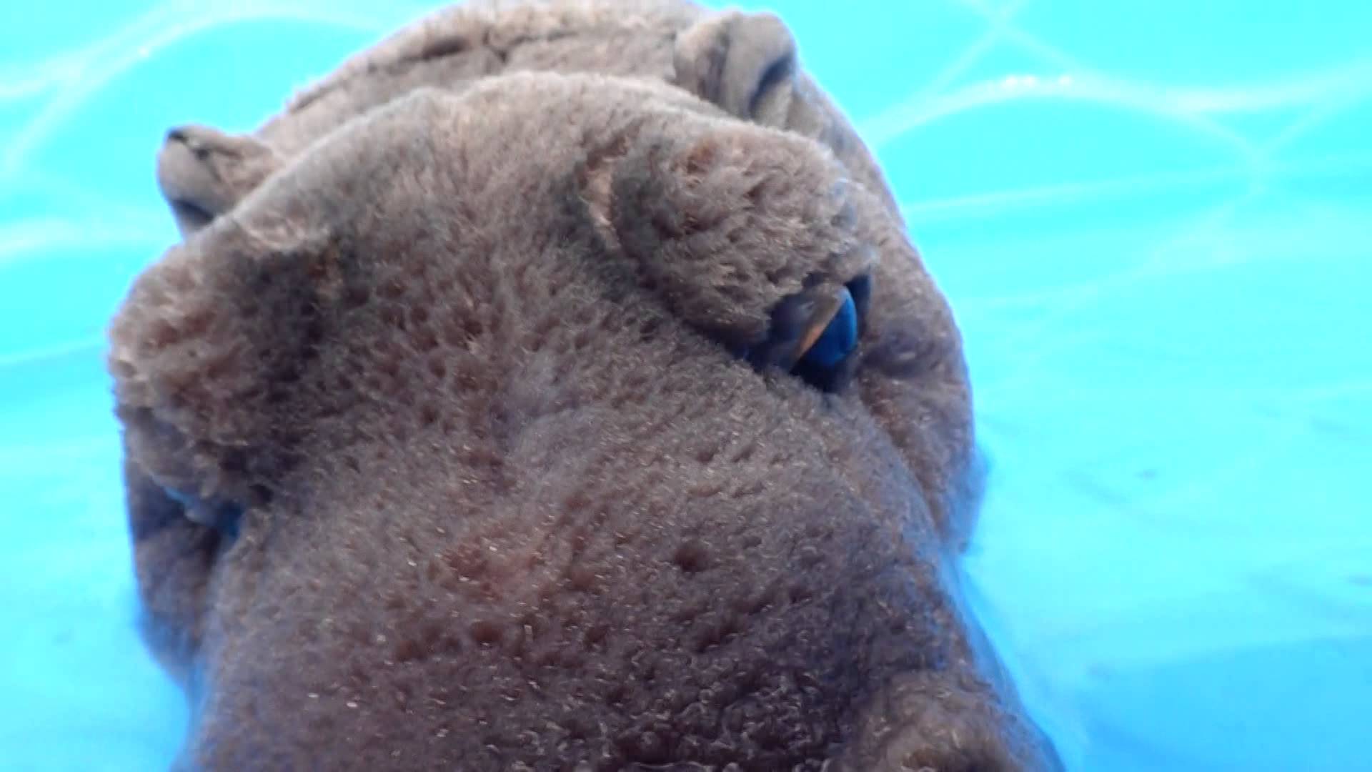 Webkinz Signature Hippo Swimming - YouTube