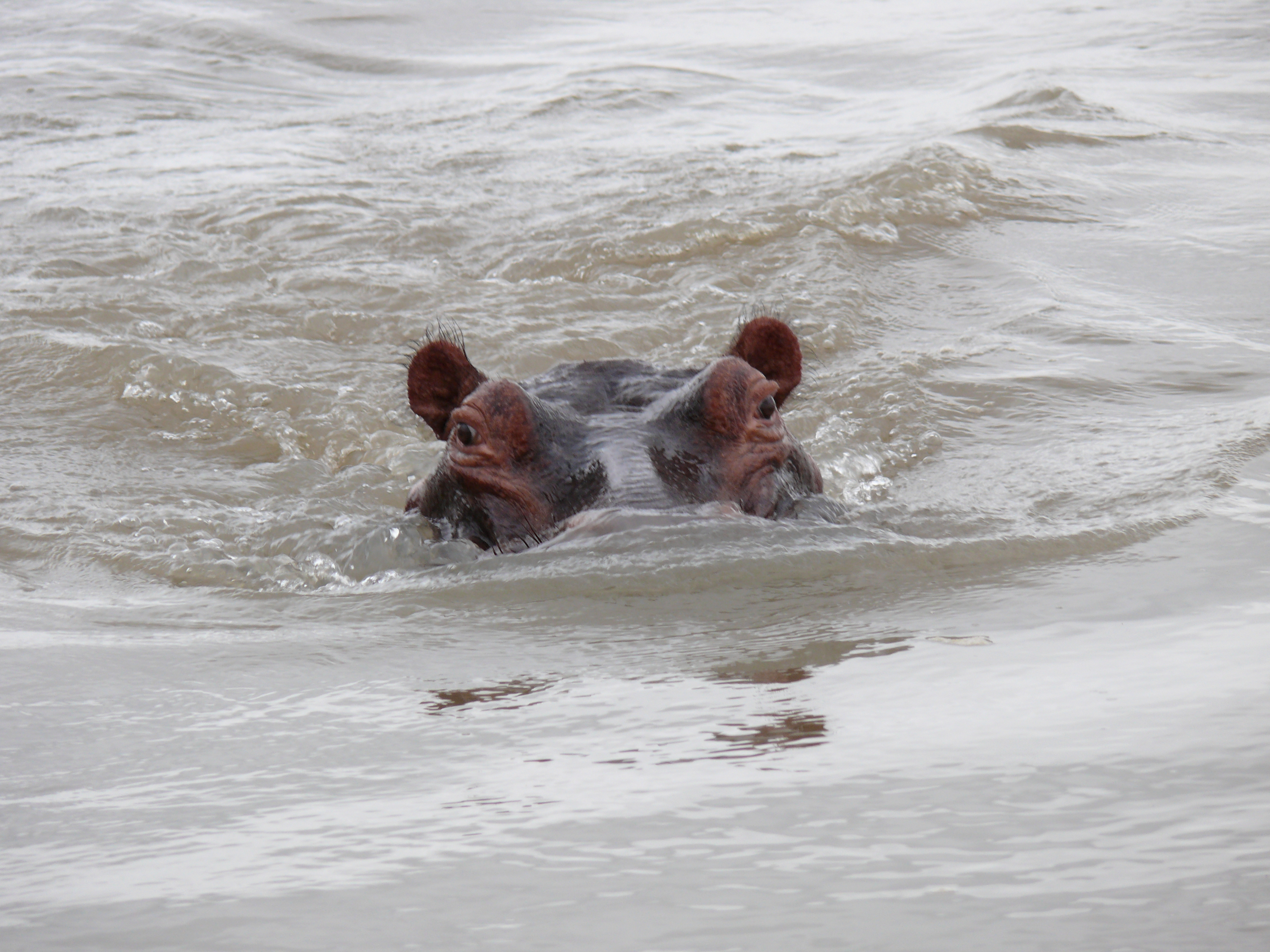 Swimming hippo, Aggressive, Animal, Eyes, Hippo, HQ Photo
