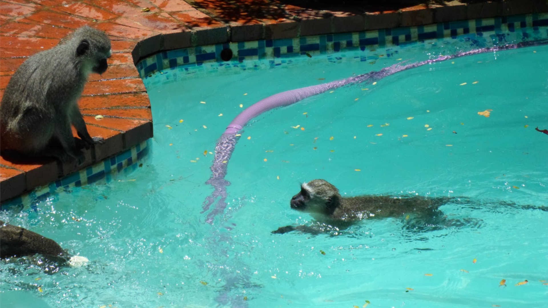 Monkeys Swimming In Backyard Pool - YouTube