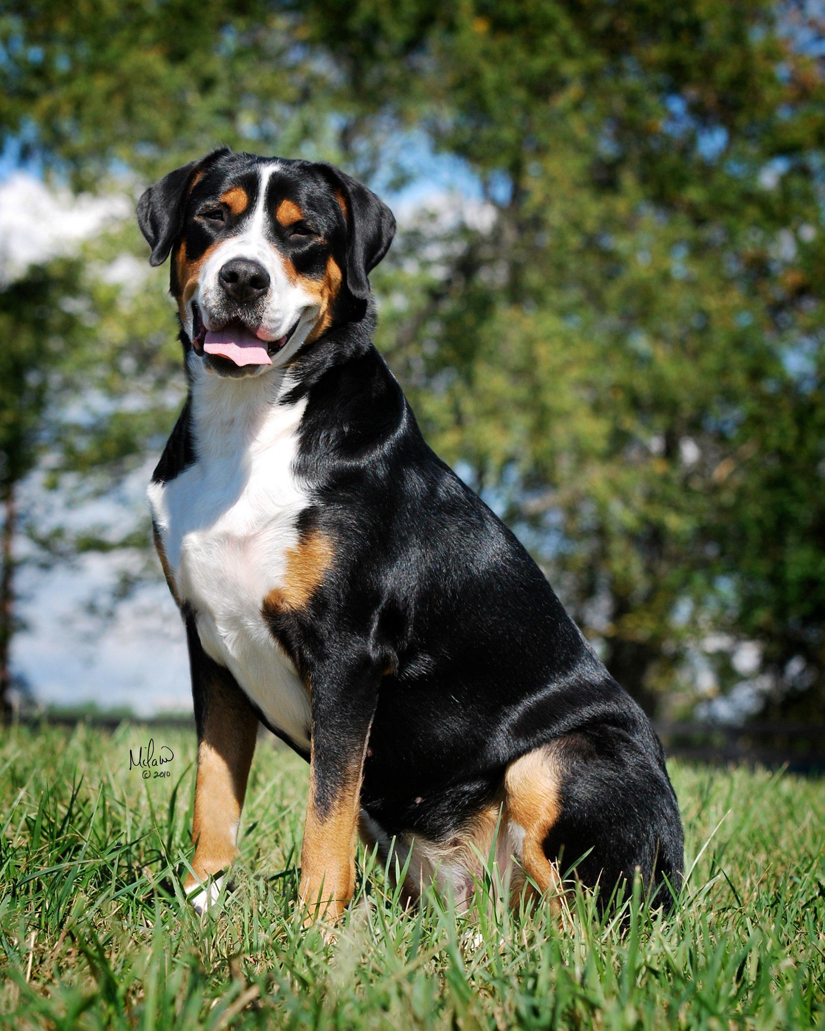 Greater Swiss Mountain Dog from the Swiss Alps -