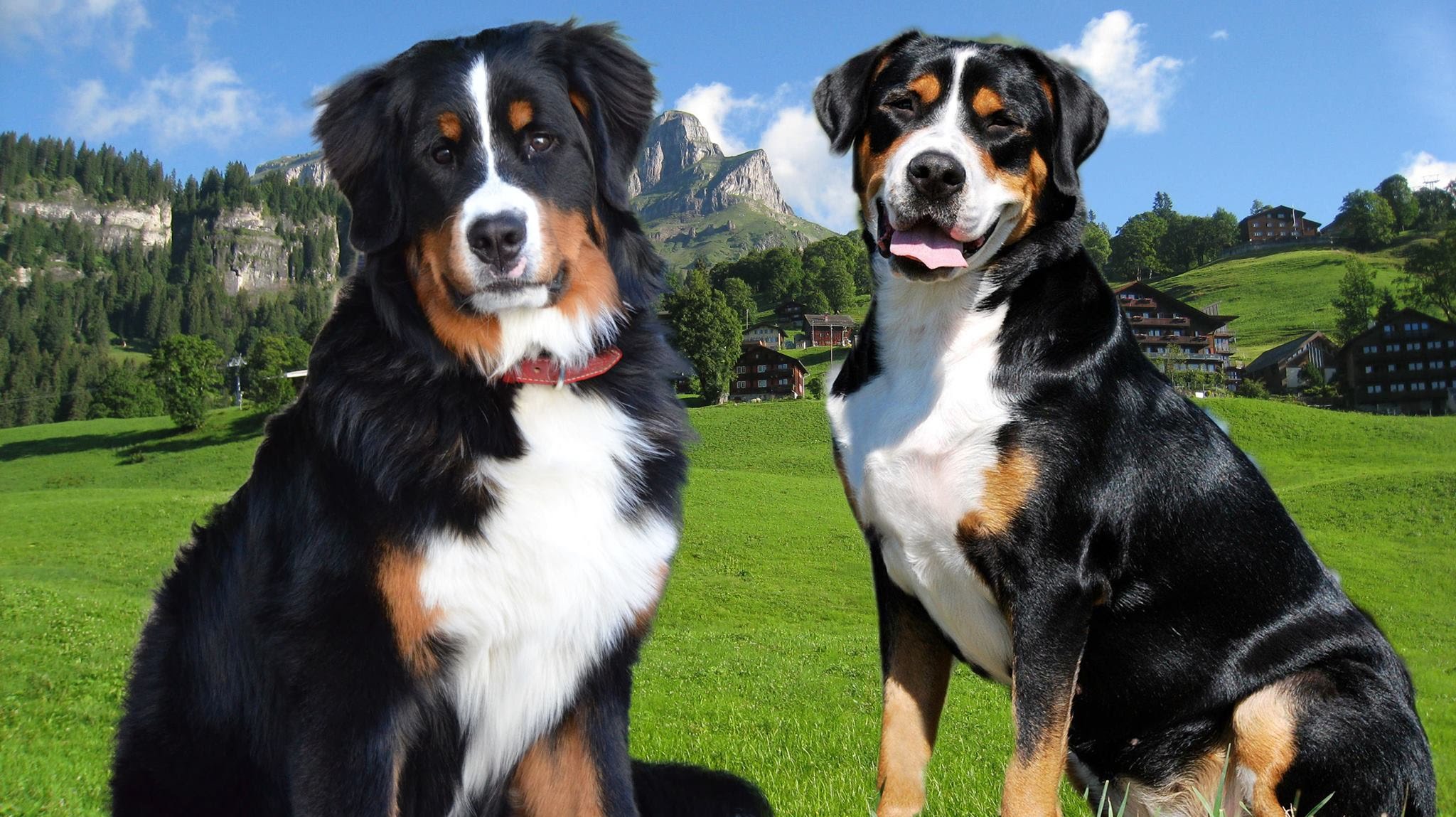 Bernese Mountain dog vs Great swiss dog Highlights - YouTube