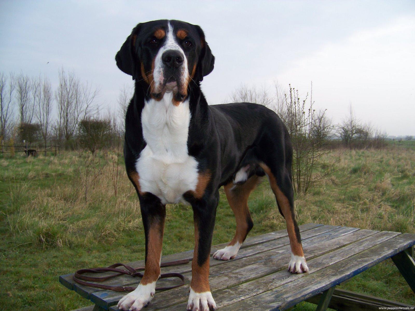 Greater Swiss Mountain Dog HD Wallpaper, Background Images