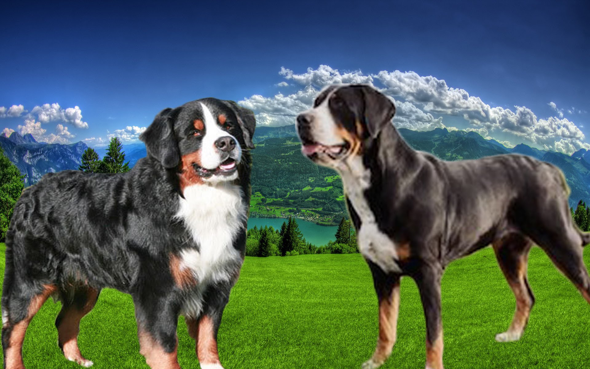 Bernese Mountain Dog vs Greater Swiss Mountain Dog - Ultimate Clash ...
