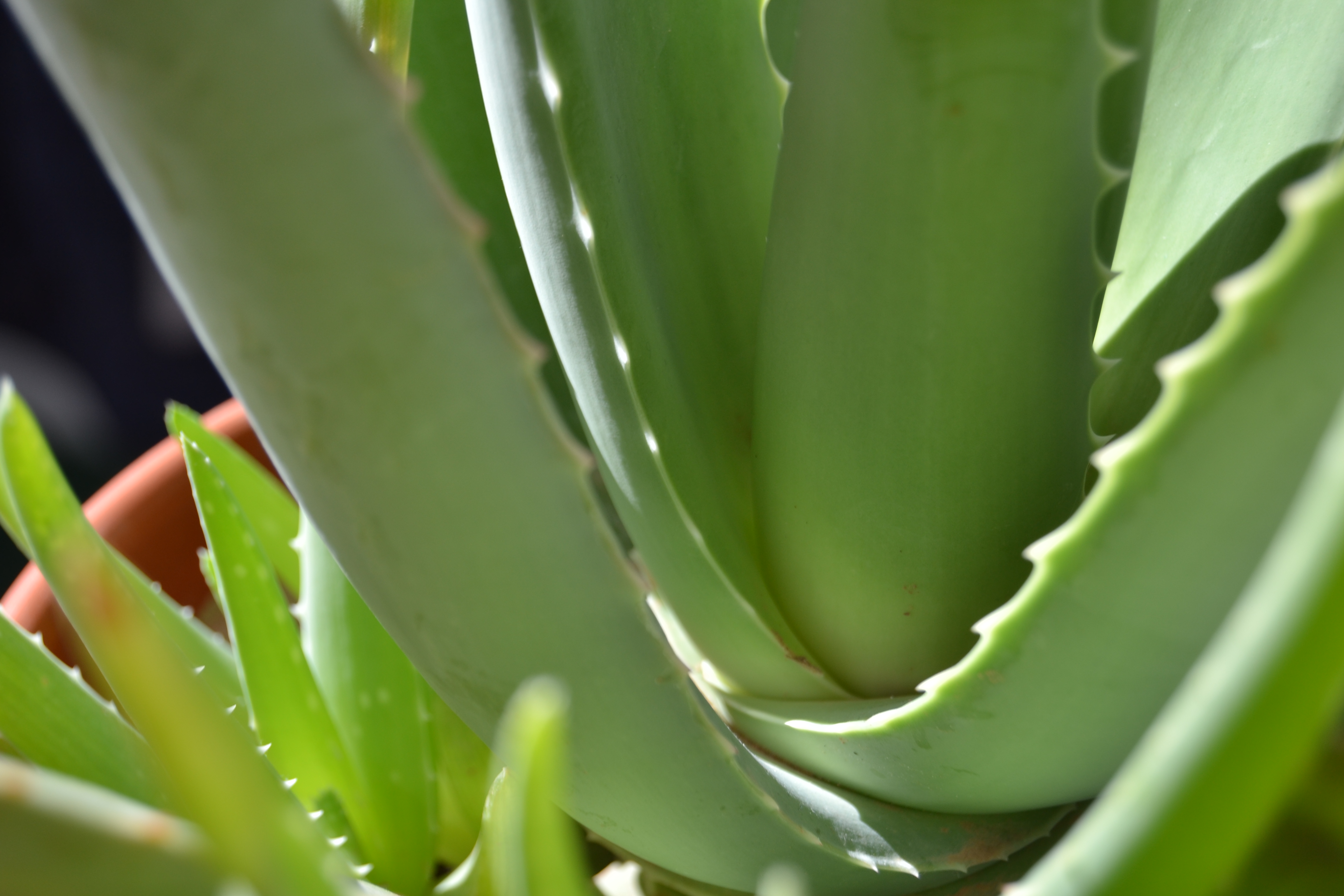 File:Aloe vera, también conocido como sábila, sávila,aloe de ...
