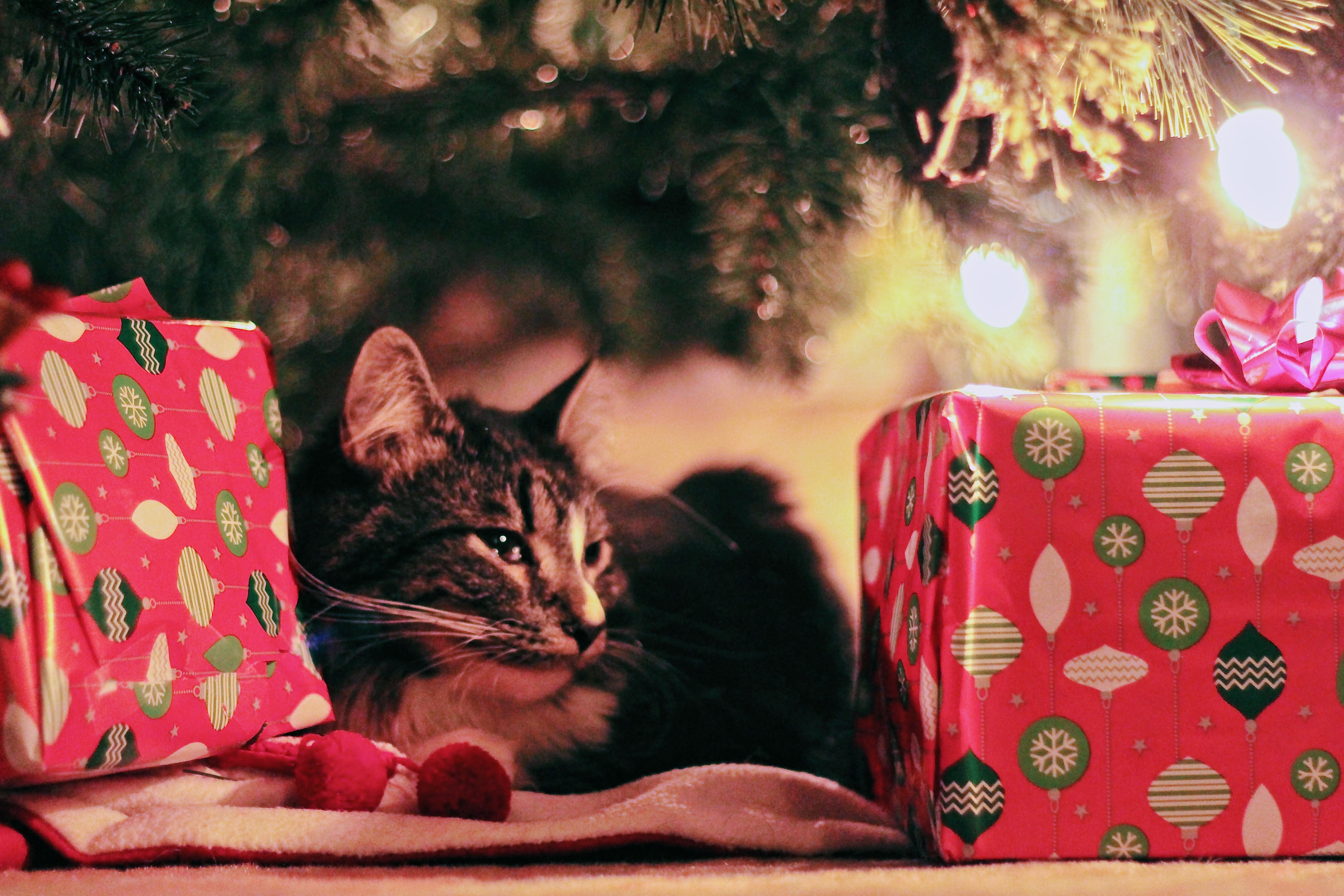 Tabby cat lying under christmas tree with gifts photo