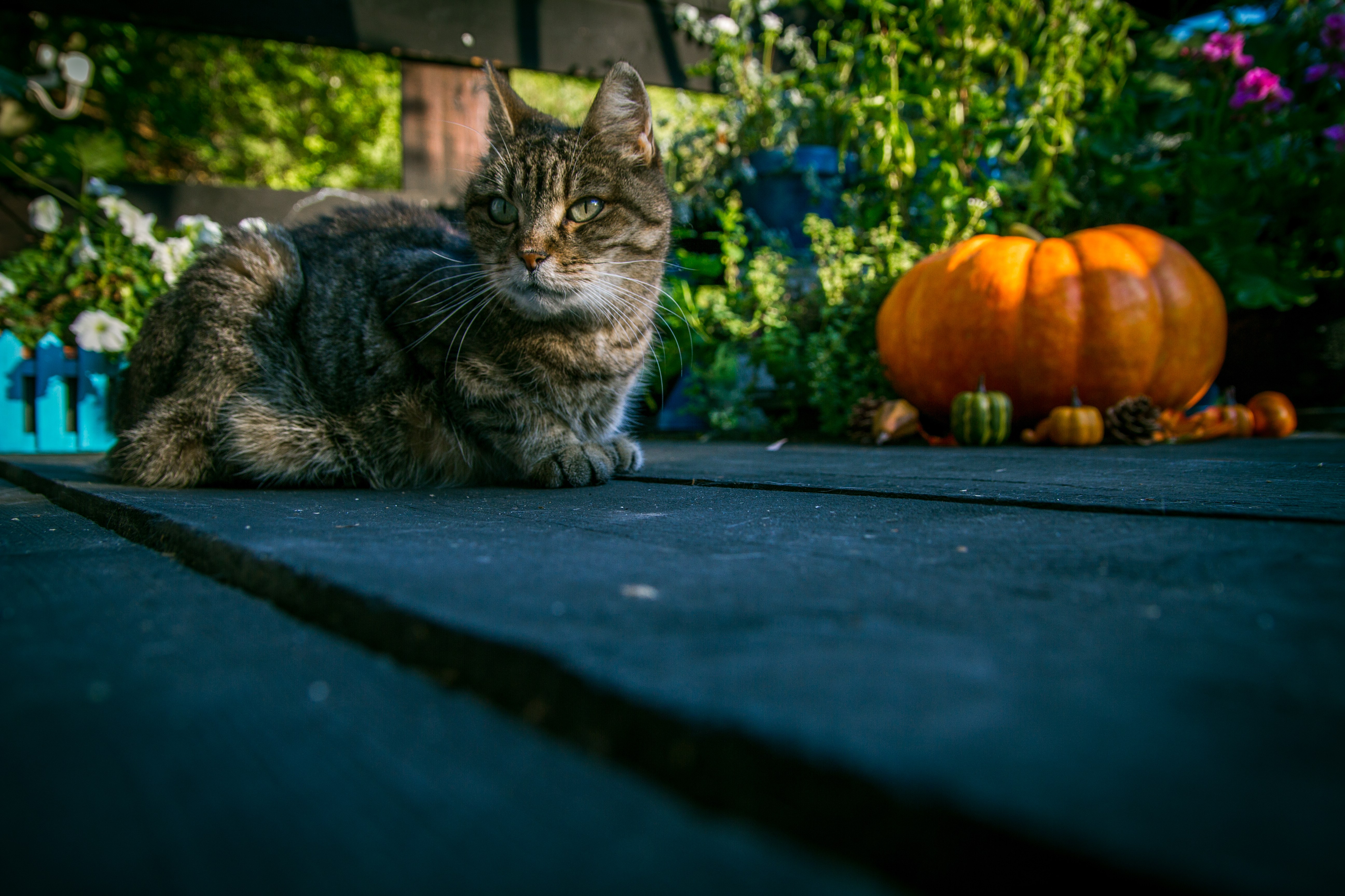 Tabby cat sitting next to pumpkin, Animals, Cats, Domestic, Halloween, HQ Photo