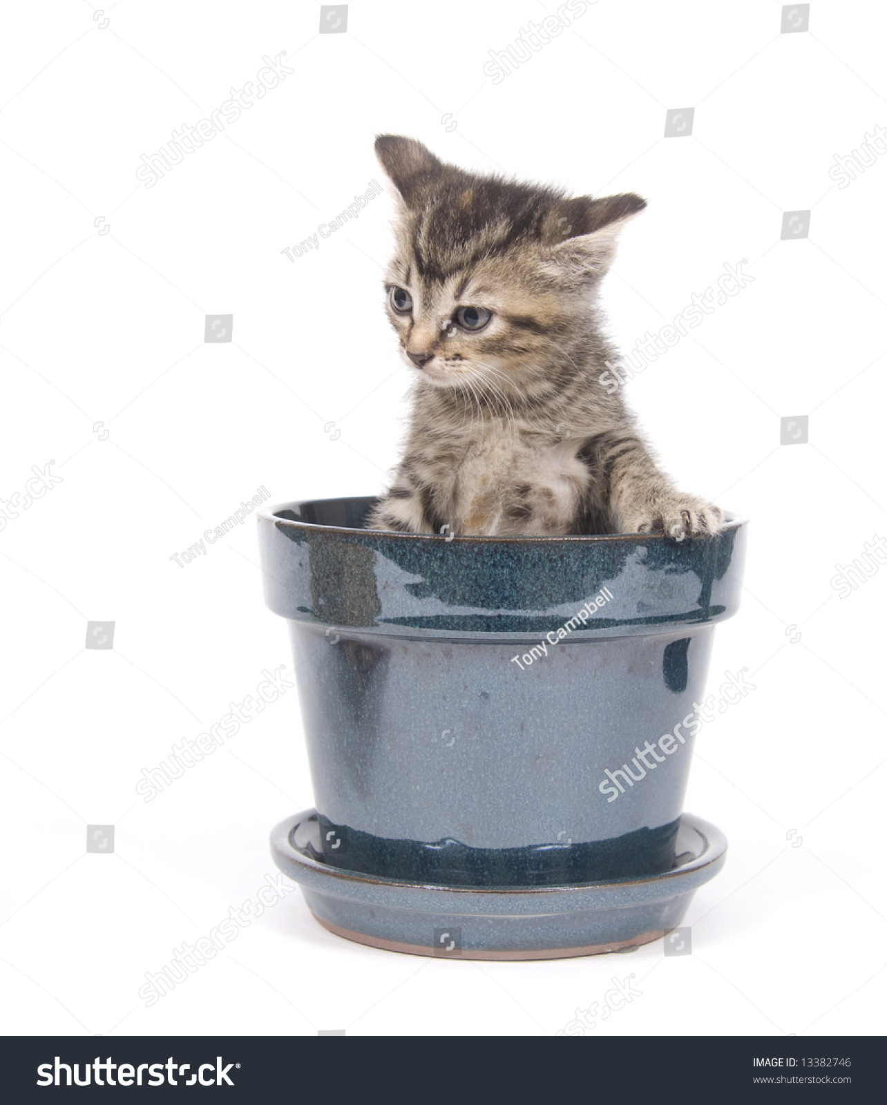 Tabby Kitten Sits Plays Inside Flower Stock Photo (Royalty Free ...