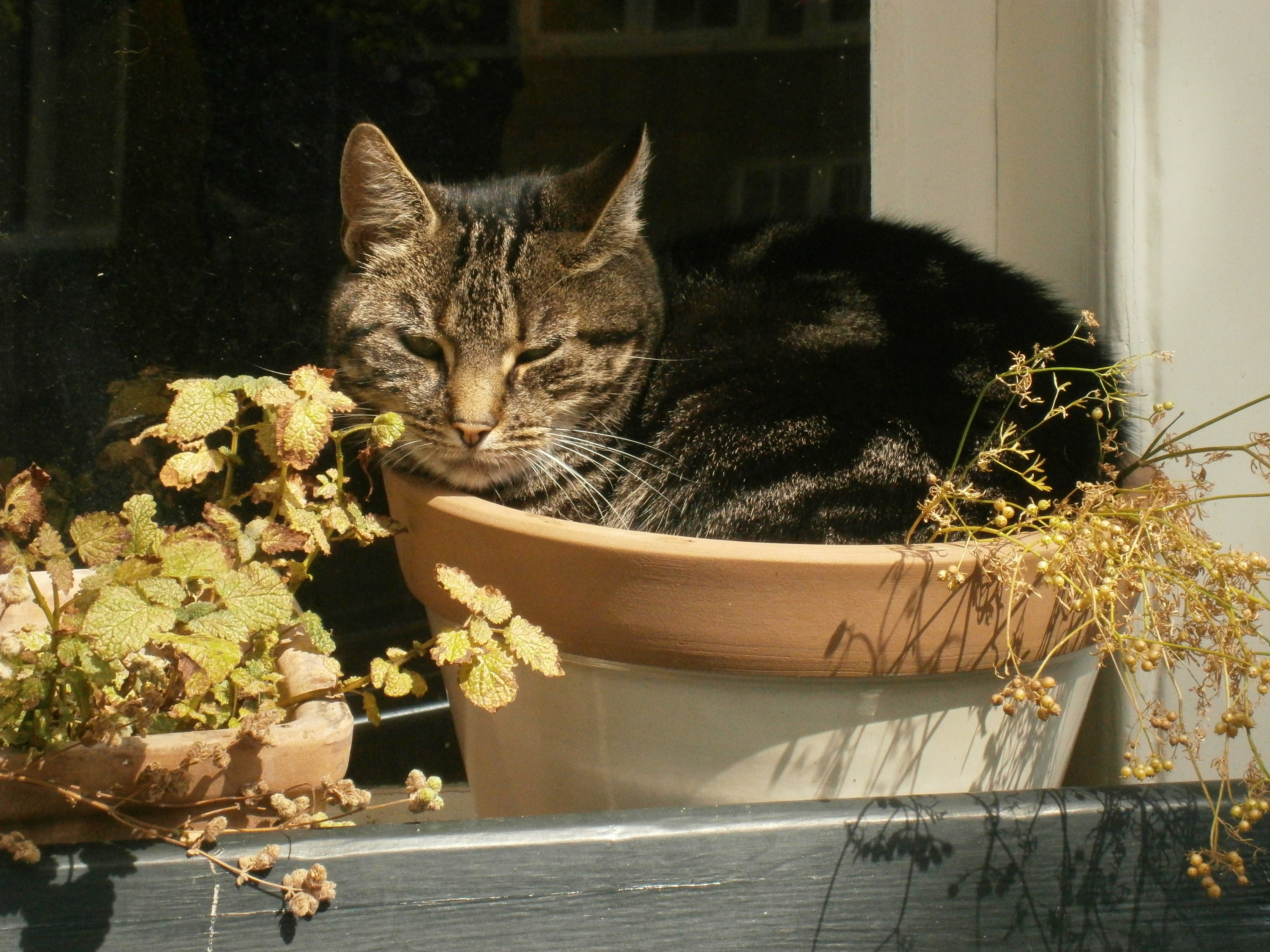 Free stock photo of cat, flower pot, outdoor