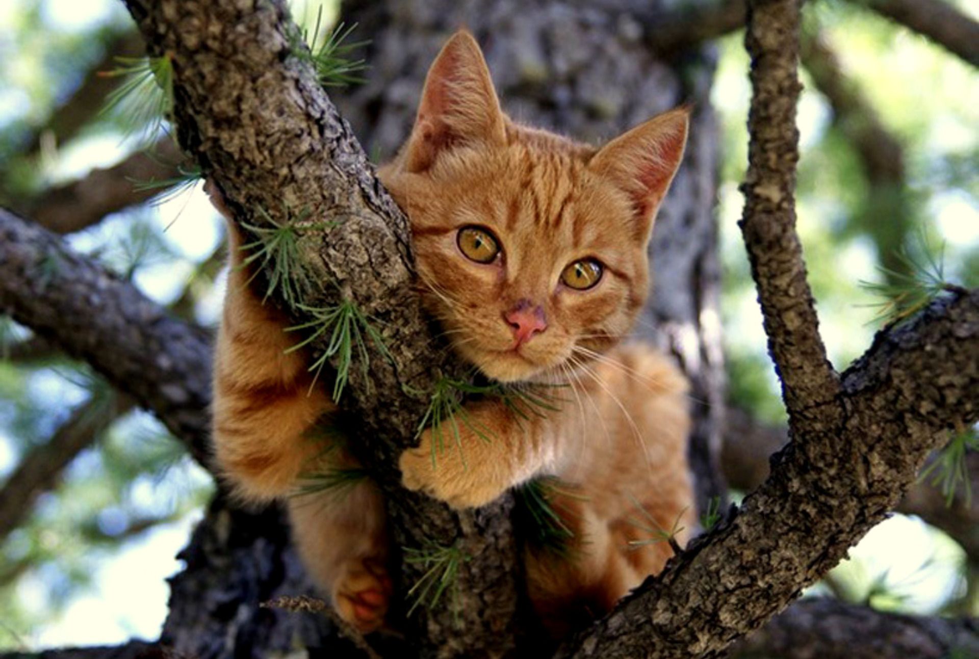orange cat hugging tree Wallpaper Background | 2594 | Animals photos ...