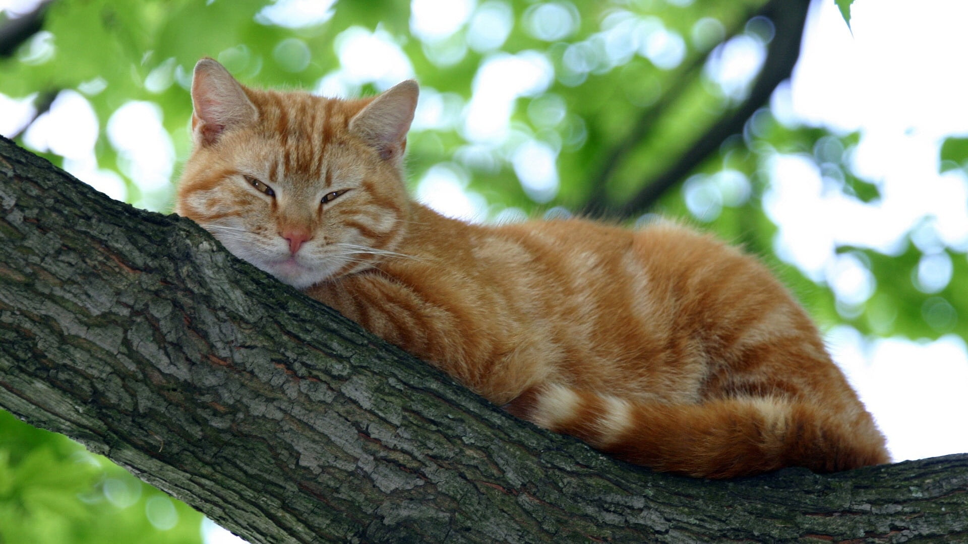Orange tabby cat lying on brown tree trunk HD wallpaper | Wallpaper ...
