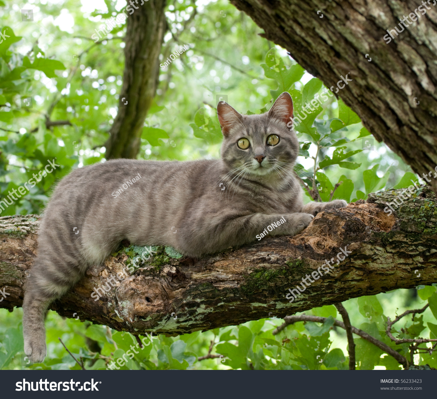 Spotted Blue Tabby Cat On Tree Stock Photo (Royalty Free) 56233423 ...