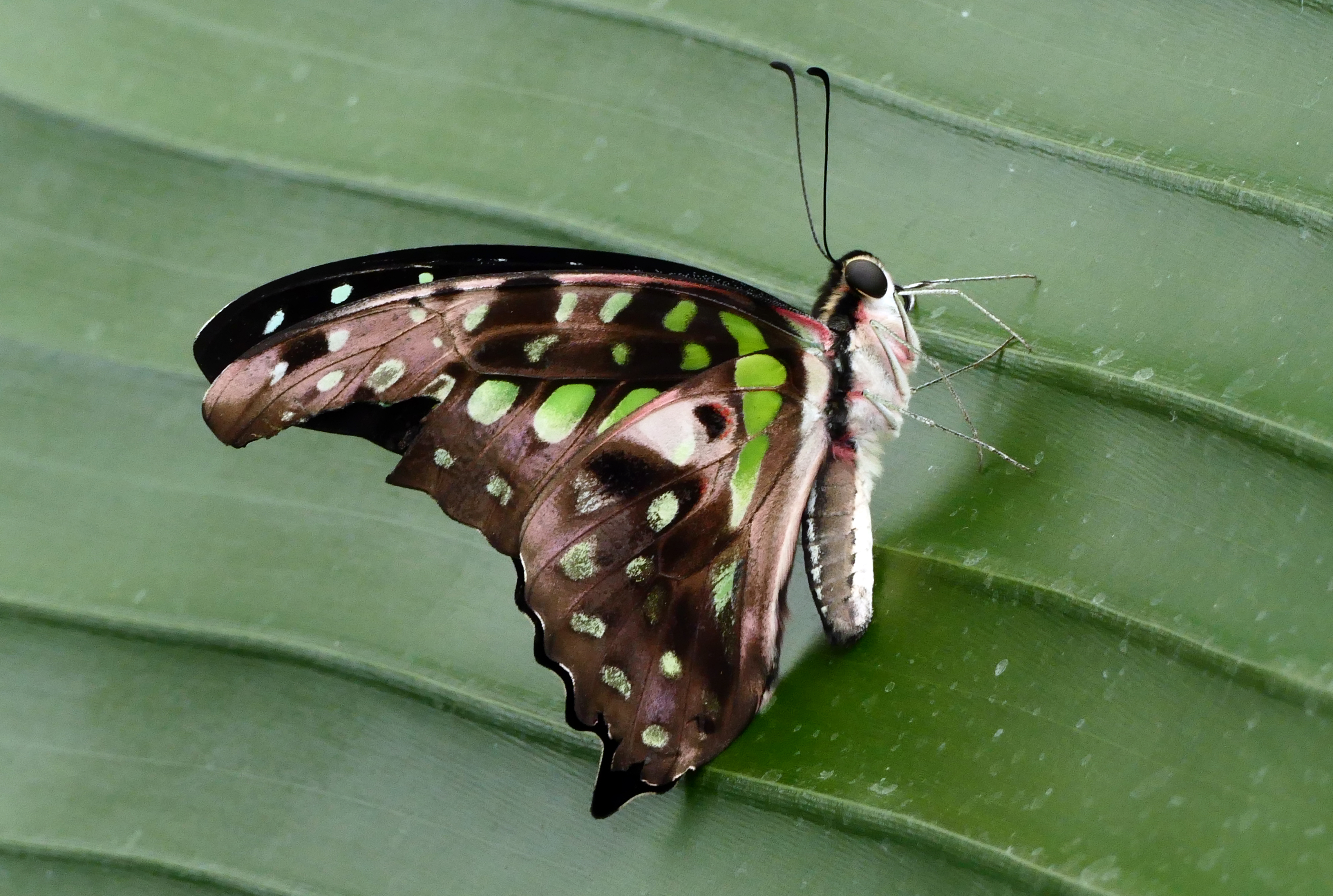 Tailed jay.(graphium agamemnon) photo