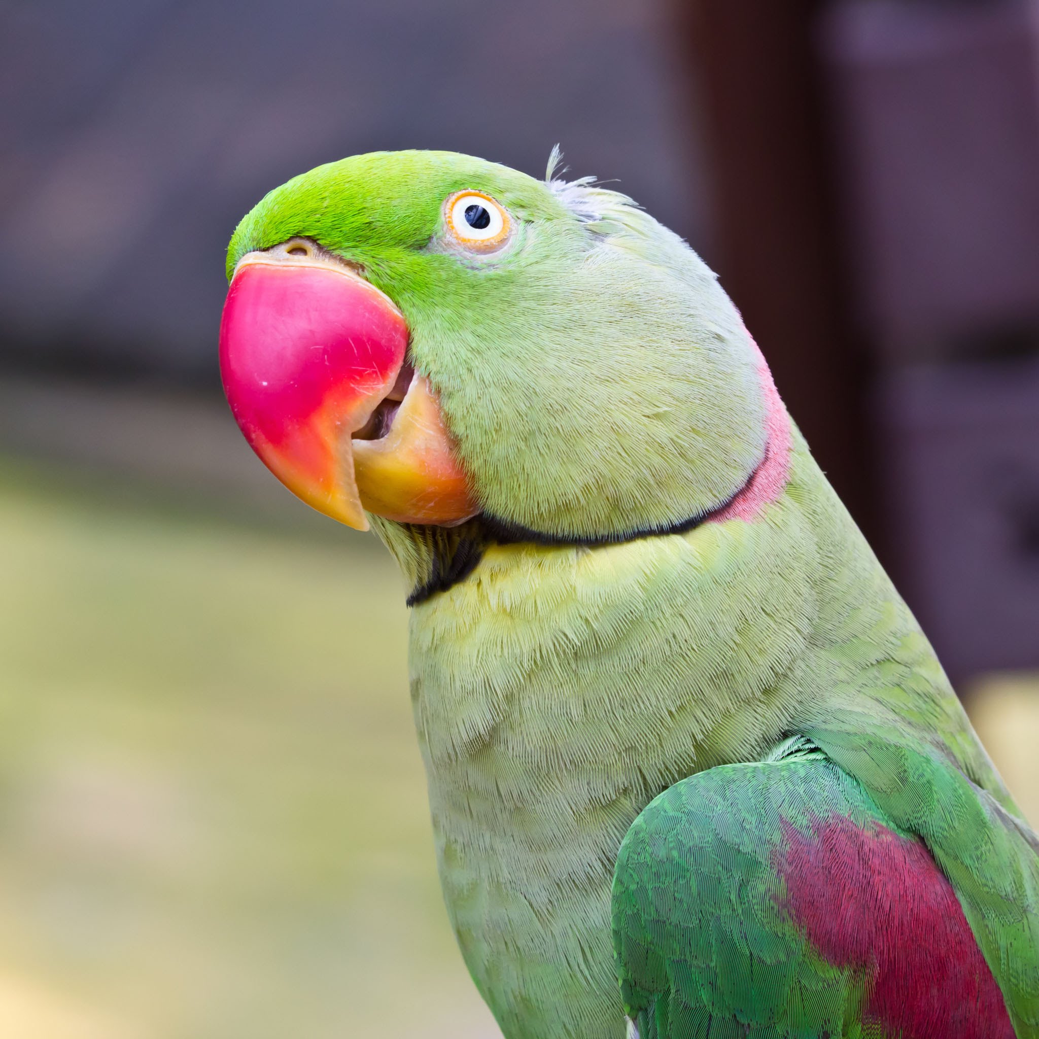 Ожереловый говорит. Ожереловый попугай. Ожереловый попугай зеленый. Ожереловый попугай красный. Ожереловый попугай и Какаду.