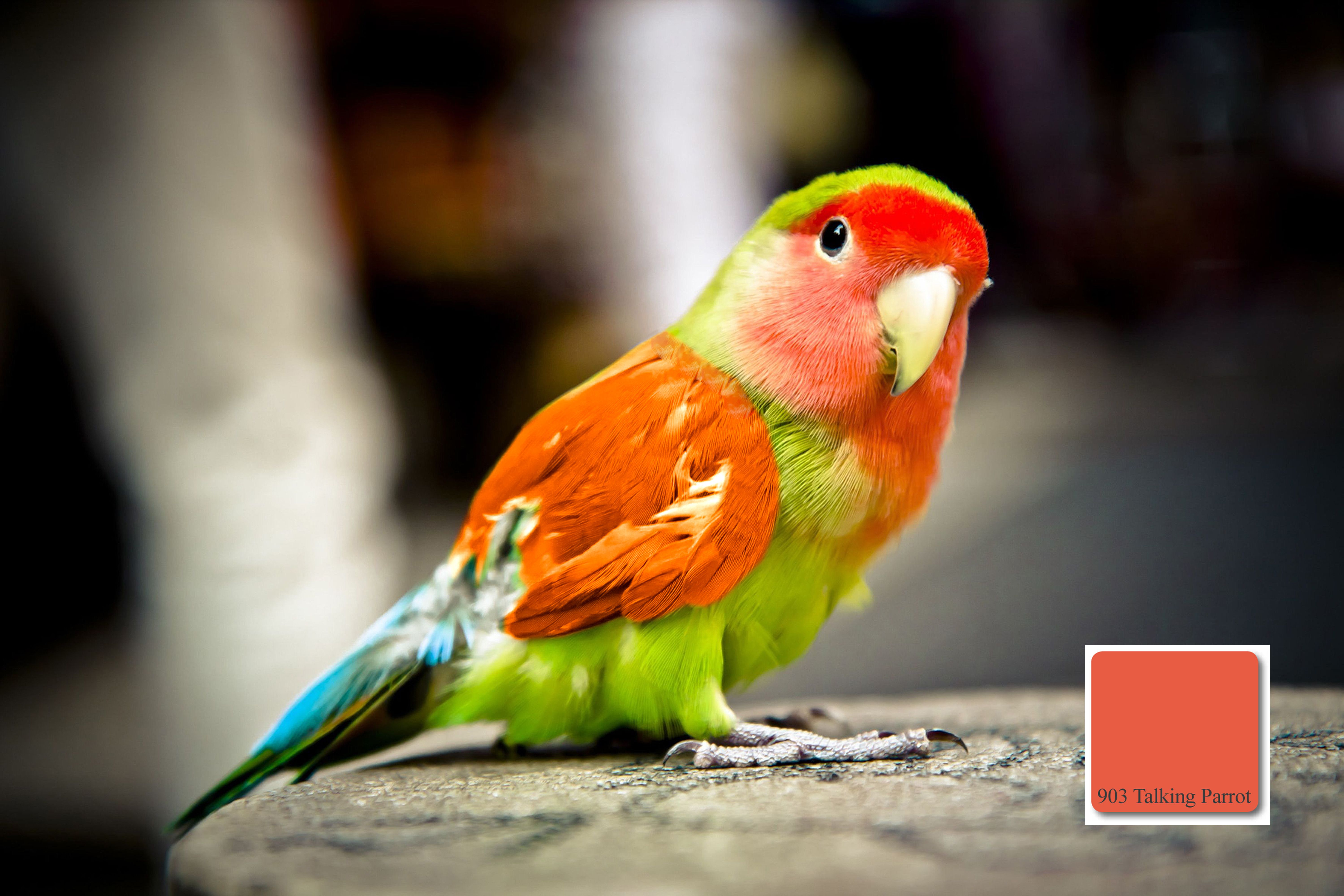 apprico COLOURS – Element FEUER – „Talking Parrot | apprico ...
