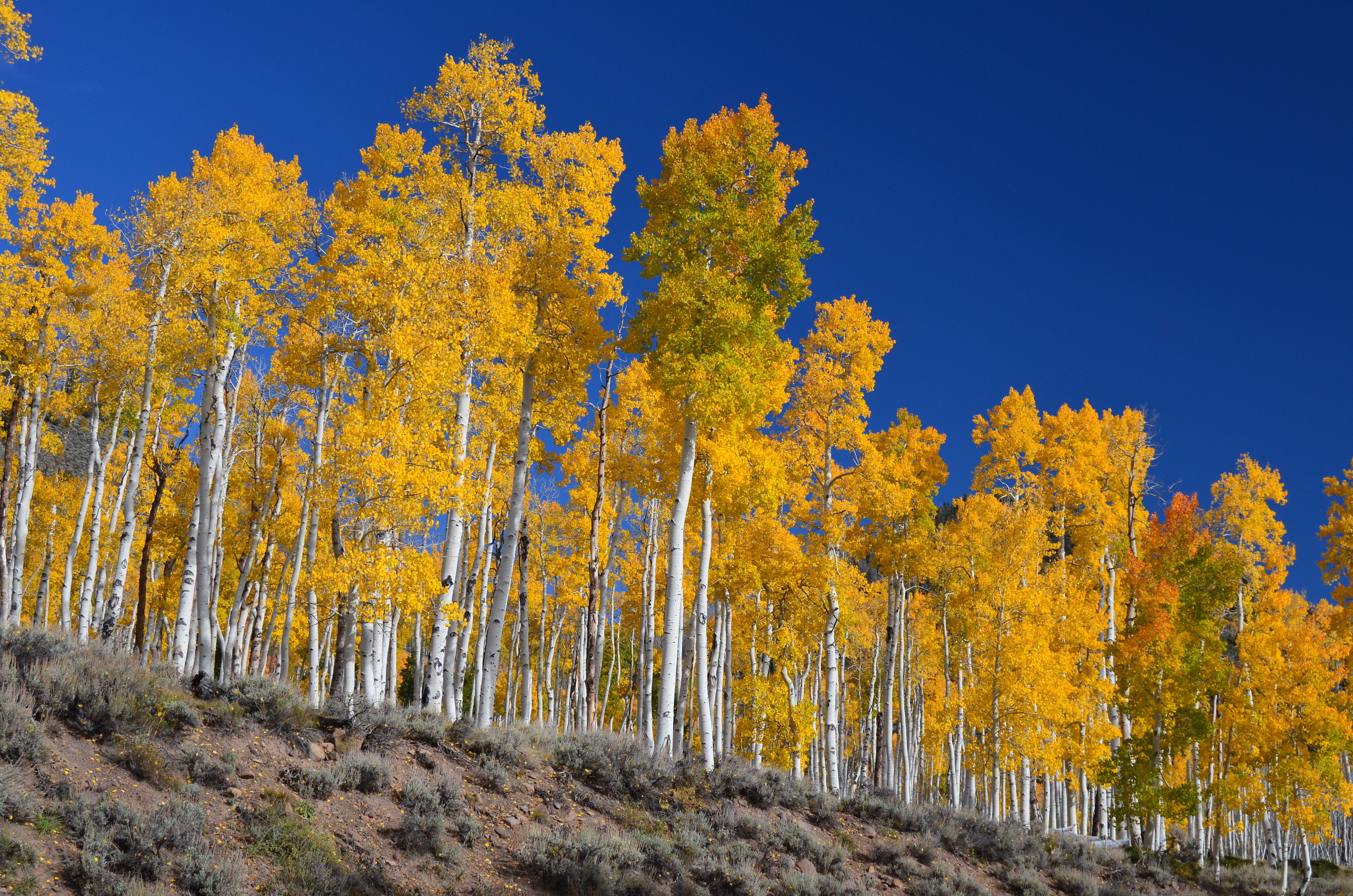Picture of the Week: Pando, One of Earth's Largest Living Organisms