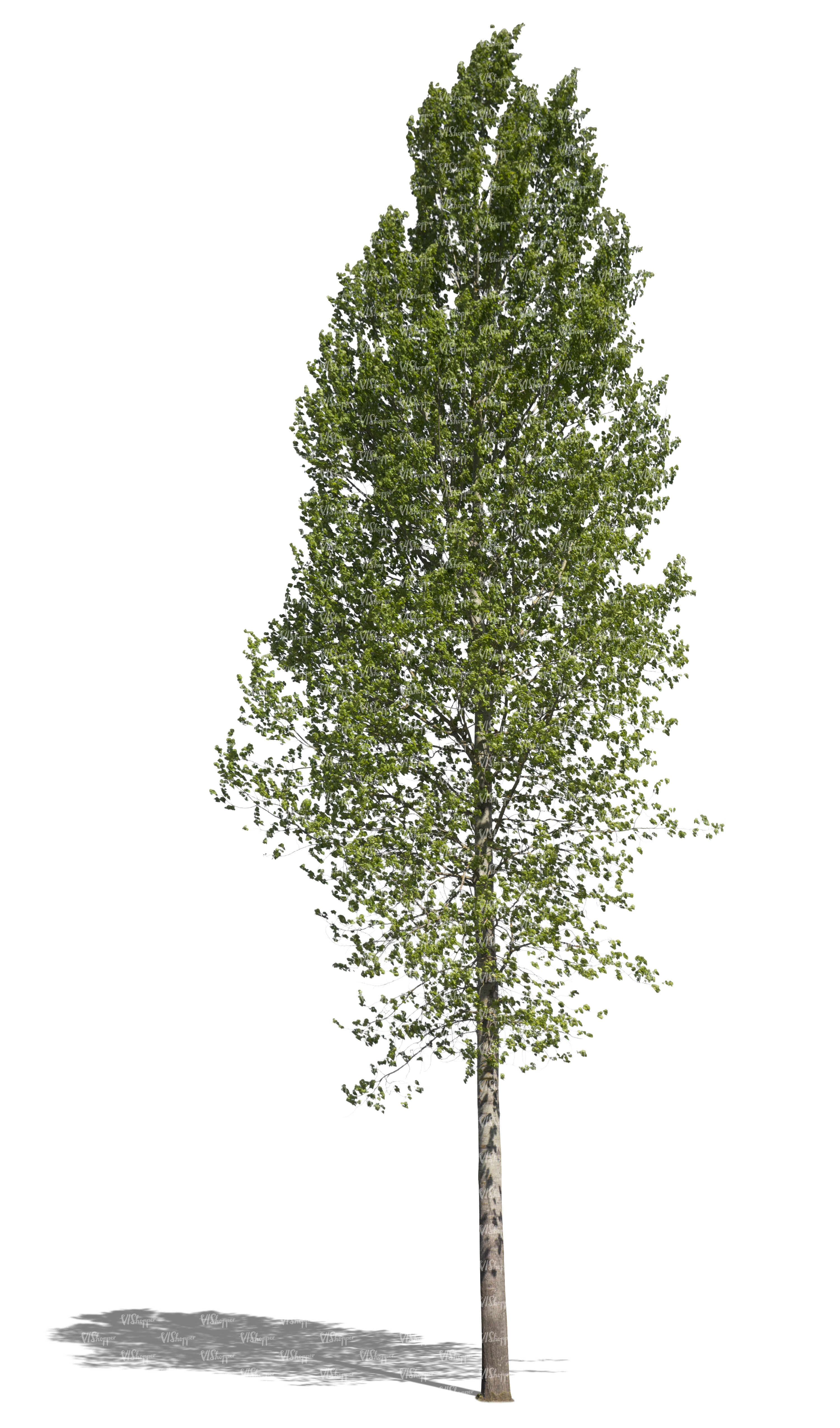 free cut out tall deciduous tree - cut out trees and plants - VIShopper