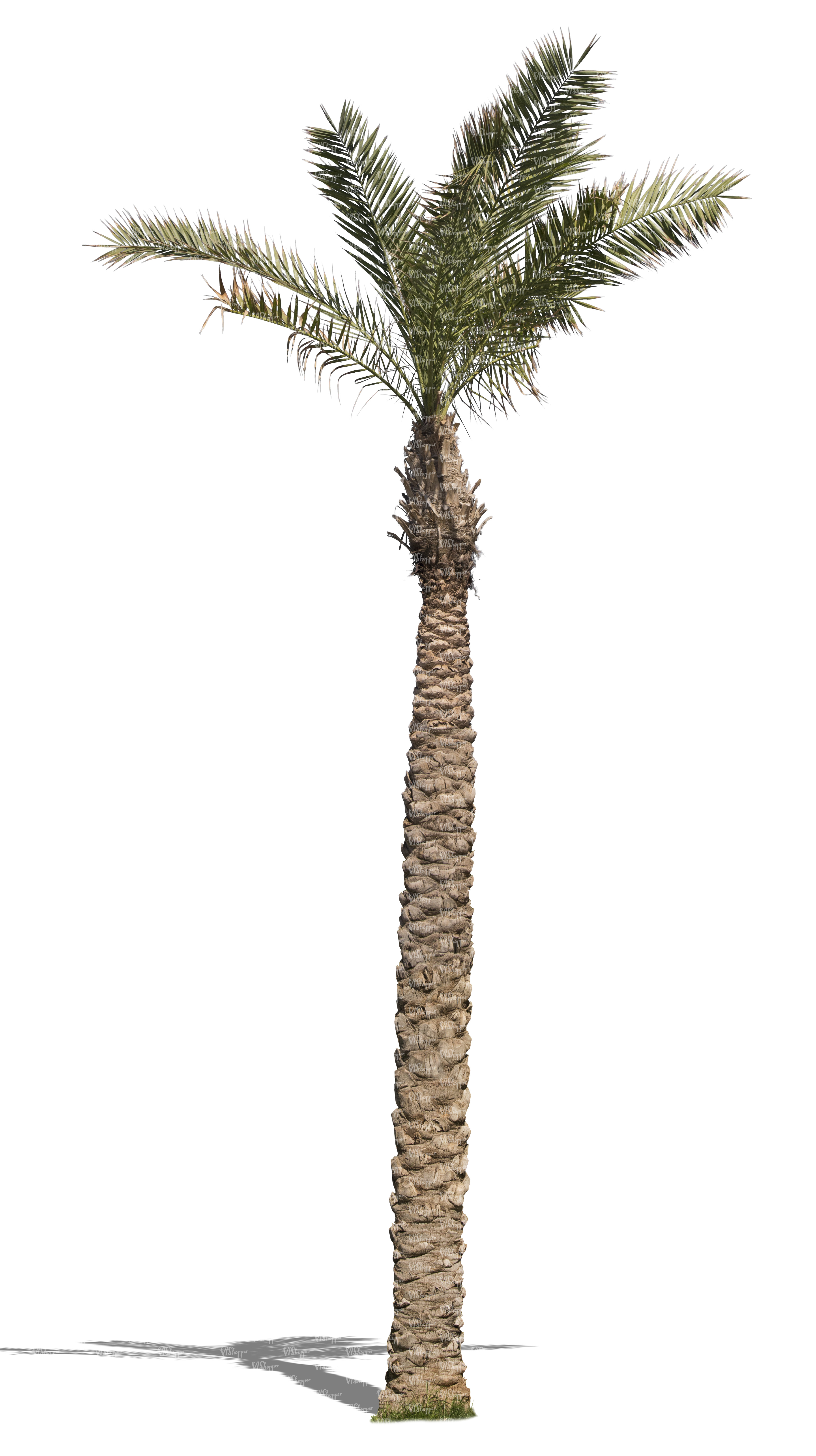 cut out tall palm tree with small leaves - cut out trees and plants ...